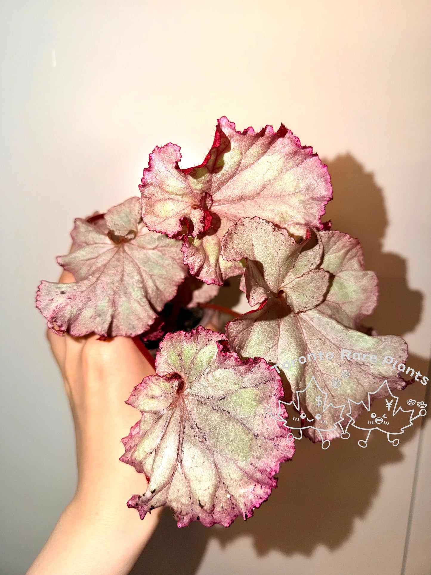 🌿Begonia ‘Pink Panther’