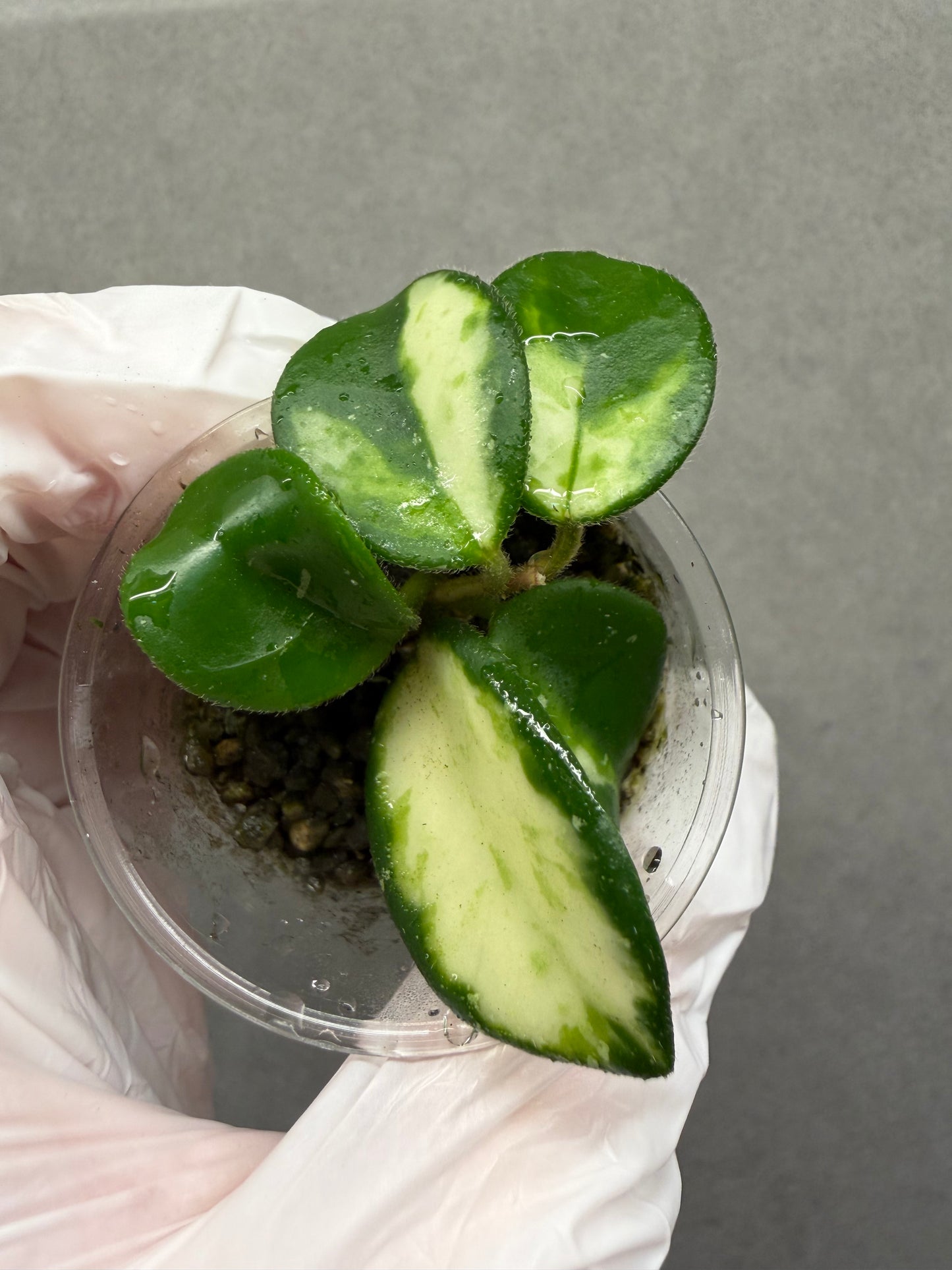🌿Hoya Mathilde Var