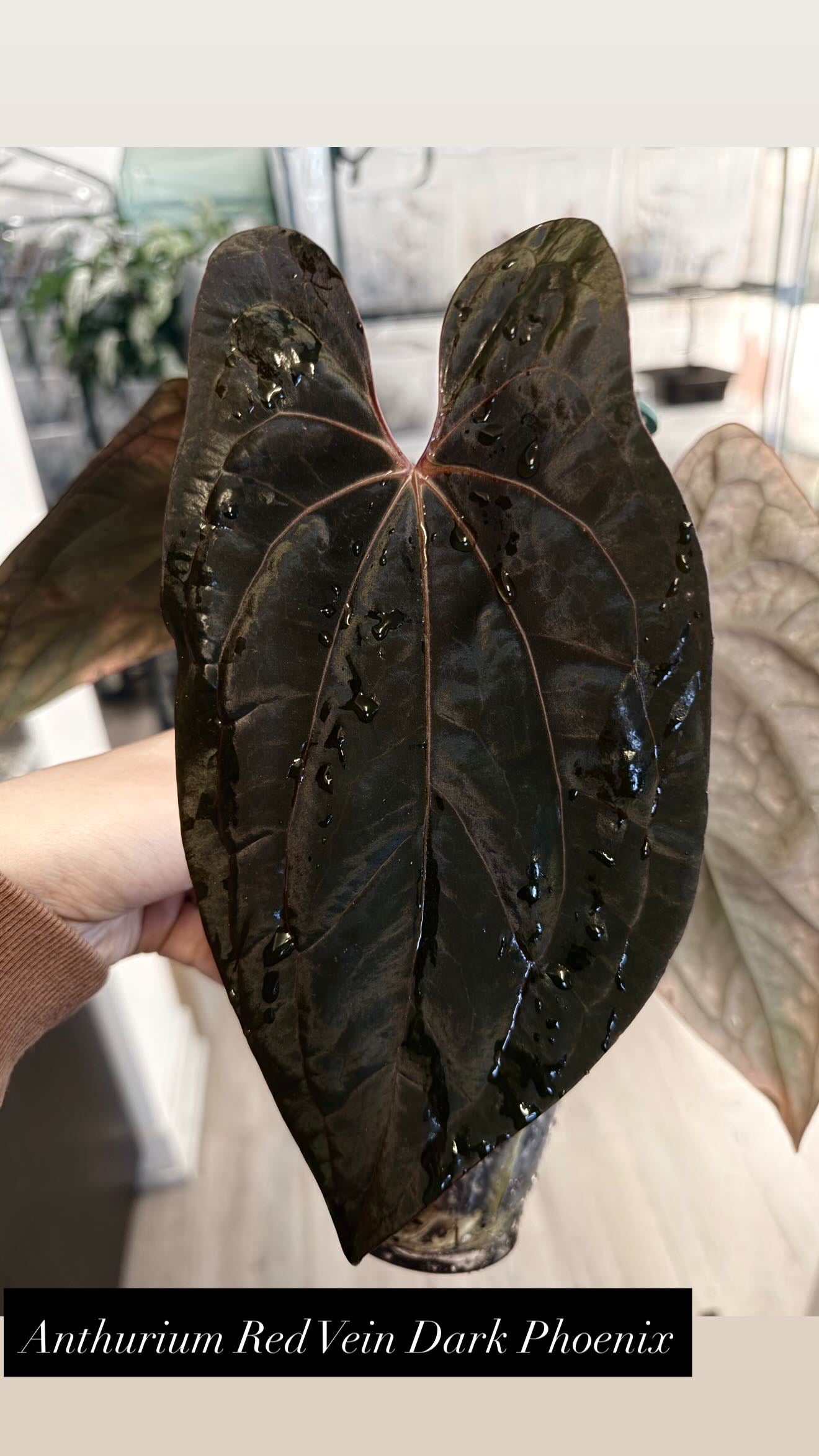 🌿Anthurium Red Vein Dark Phoenix
(RVDP)