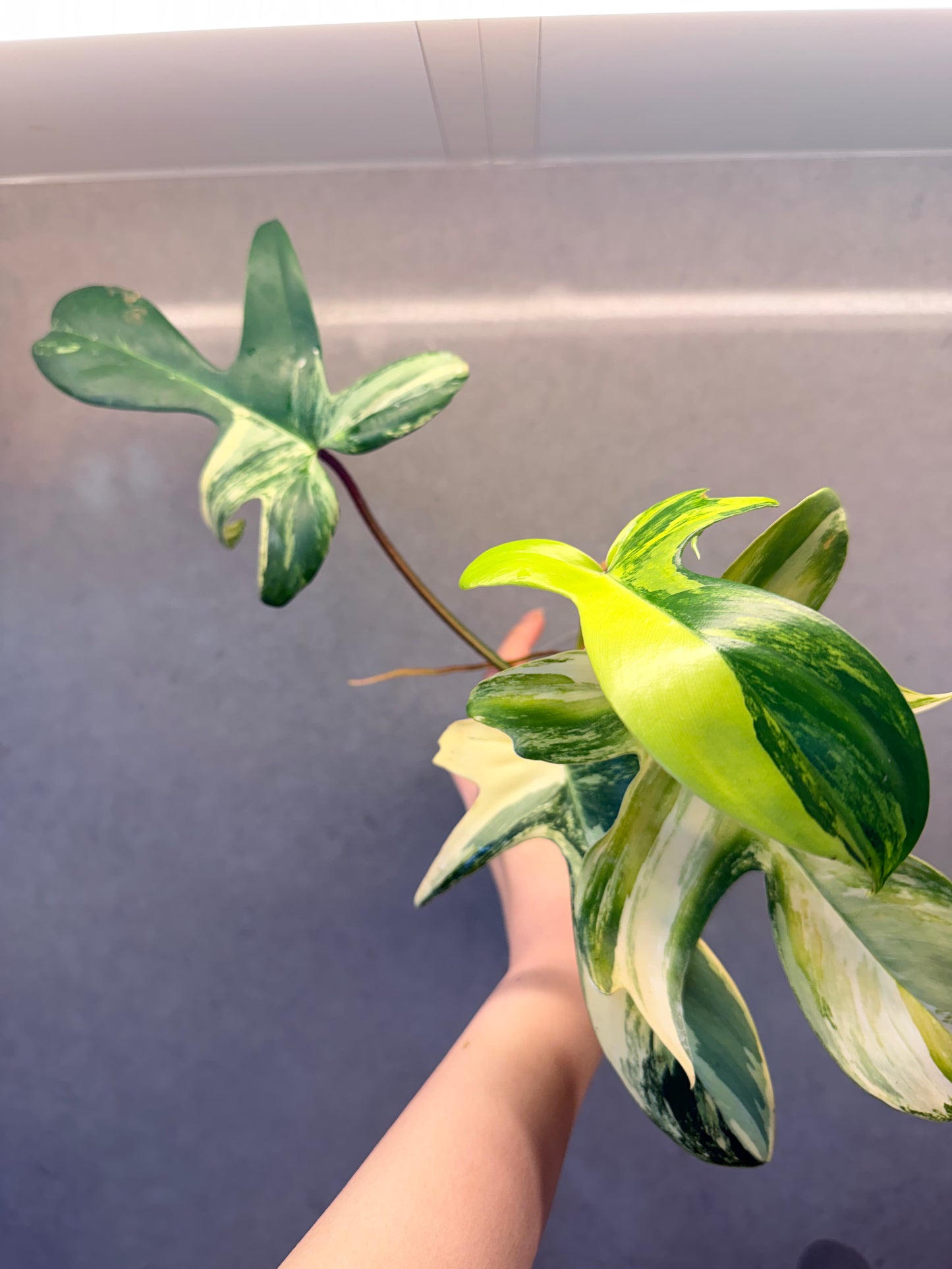 🌿Philodendron Florida Beauty