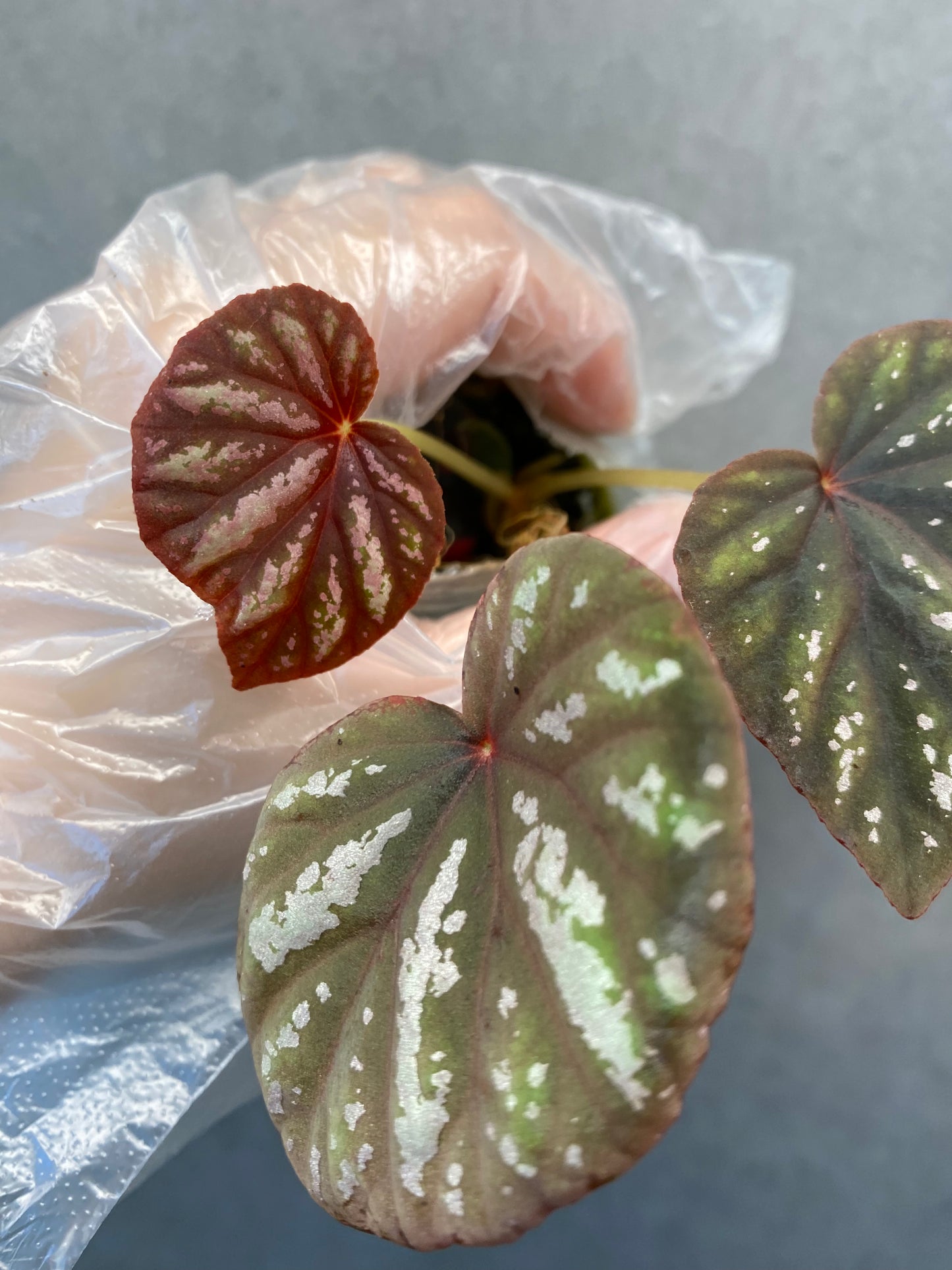 ๐ฟ Begonia 'Candy Stripe'