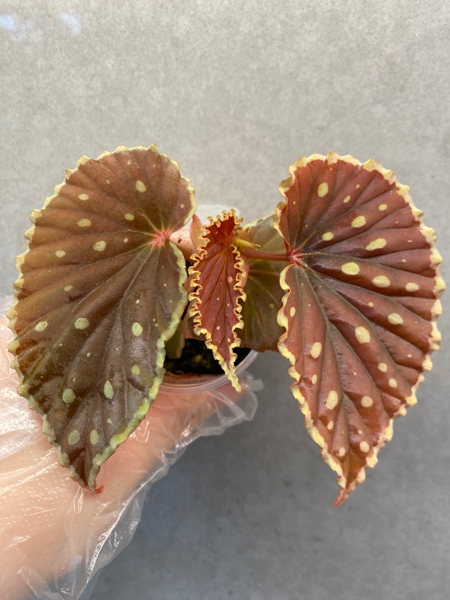 ๐ฟ Begonia darthvaderiana
