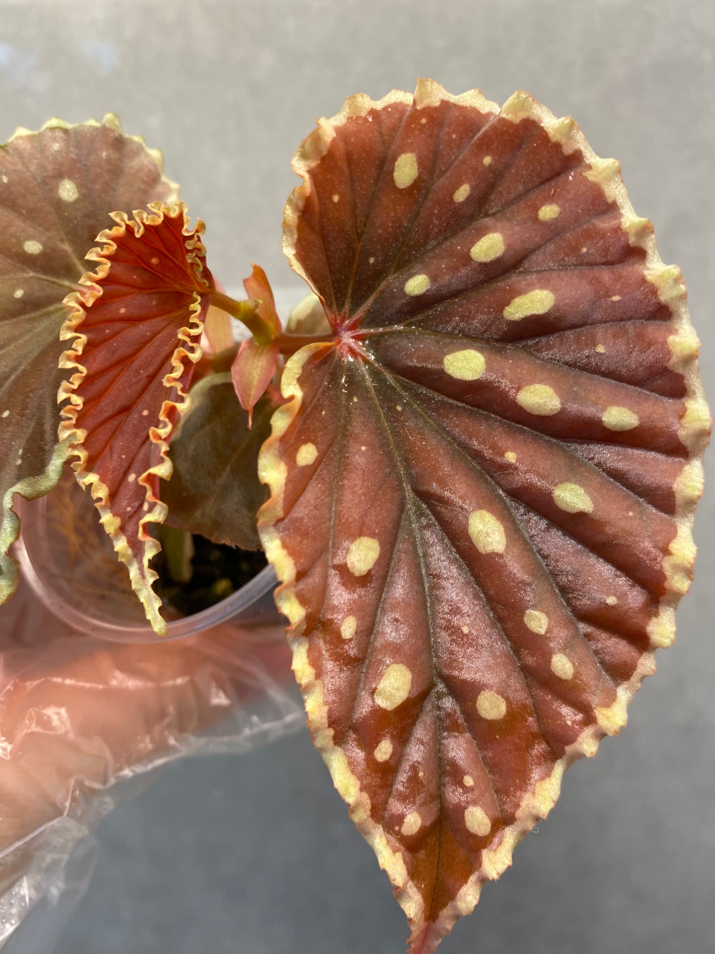 ๐ฟ Begonia darthvaderiana