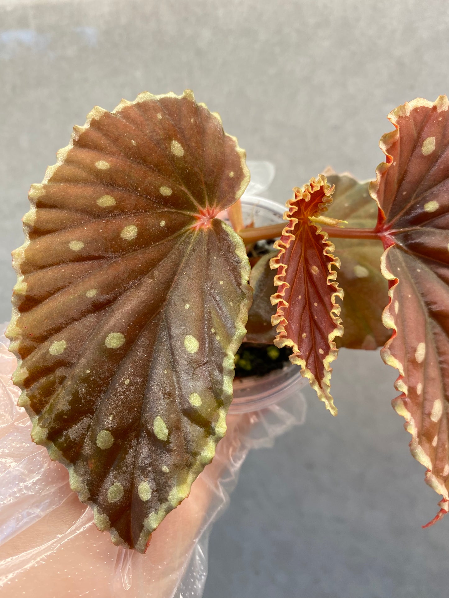 ๐ฟ Begonia darthvaderiana