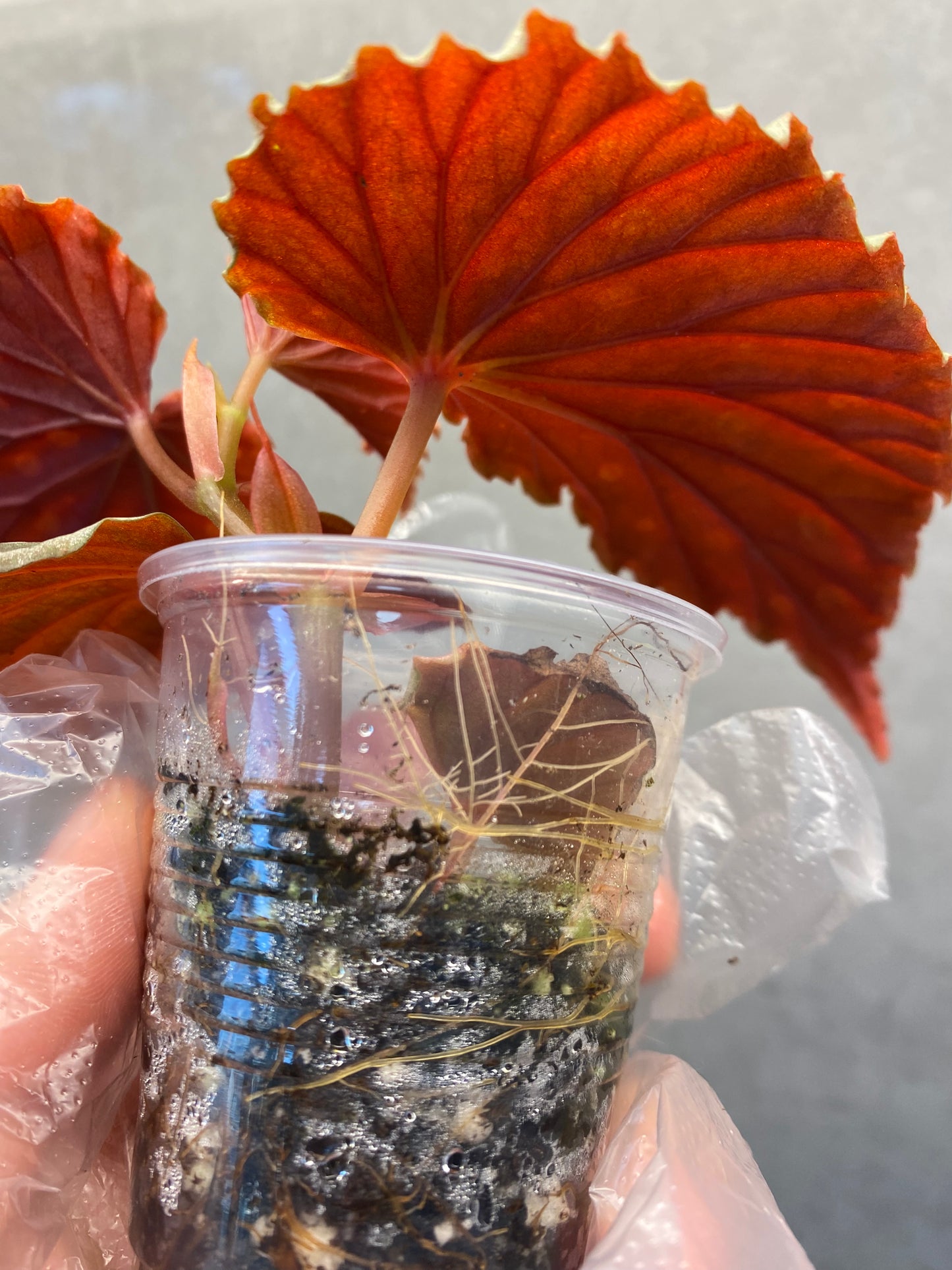 ๐ฟ Begonia darthvaderiana