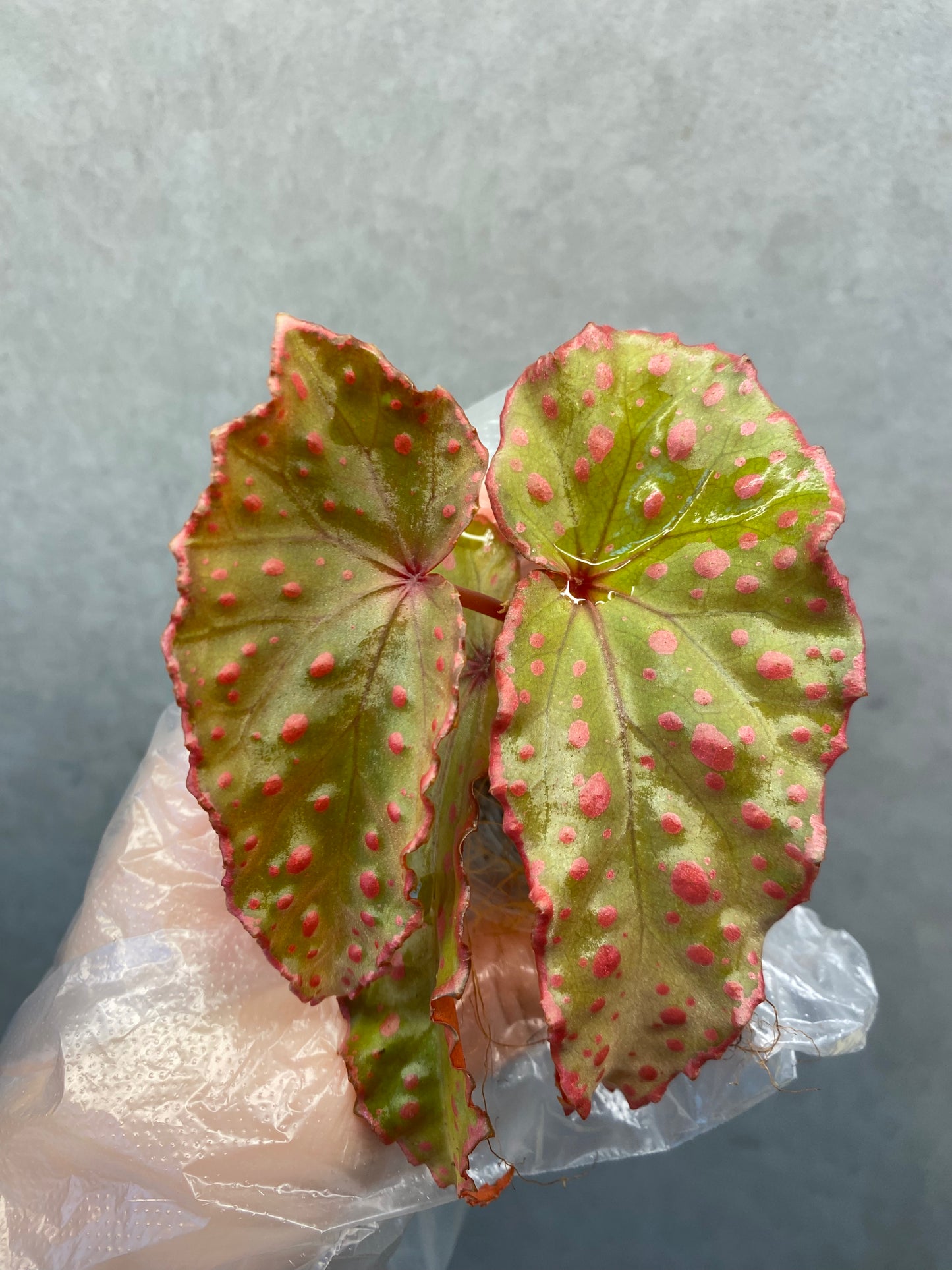🌿 Begonia Darthvaderiana × Amphioxus