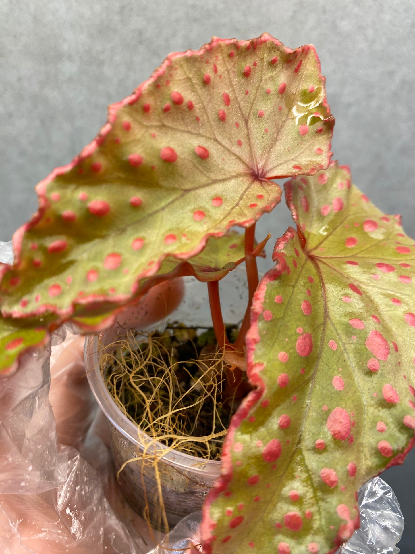🌿 Begonia Darthvaderiana × Amphioxus
