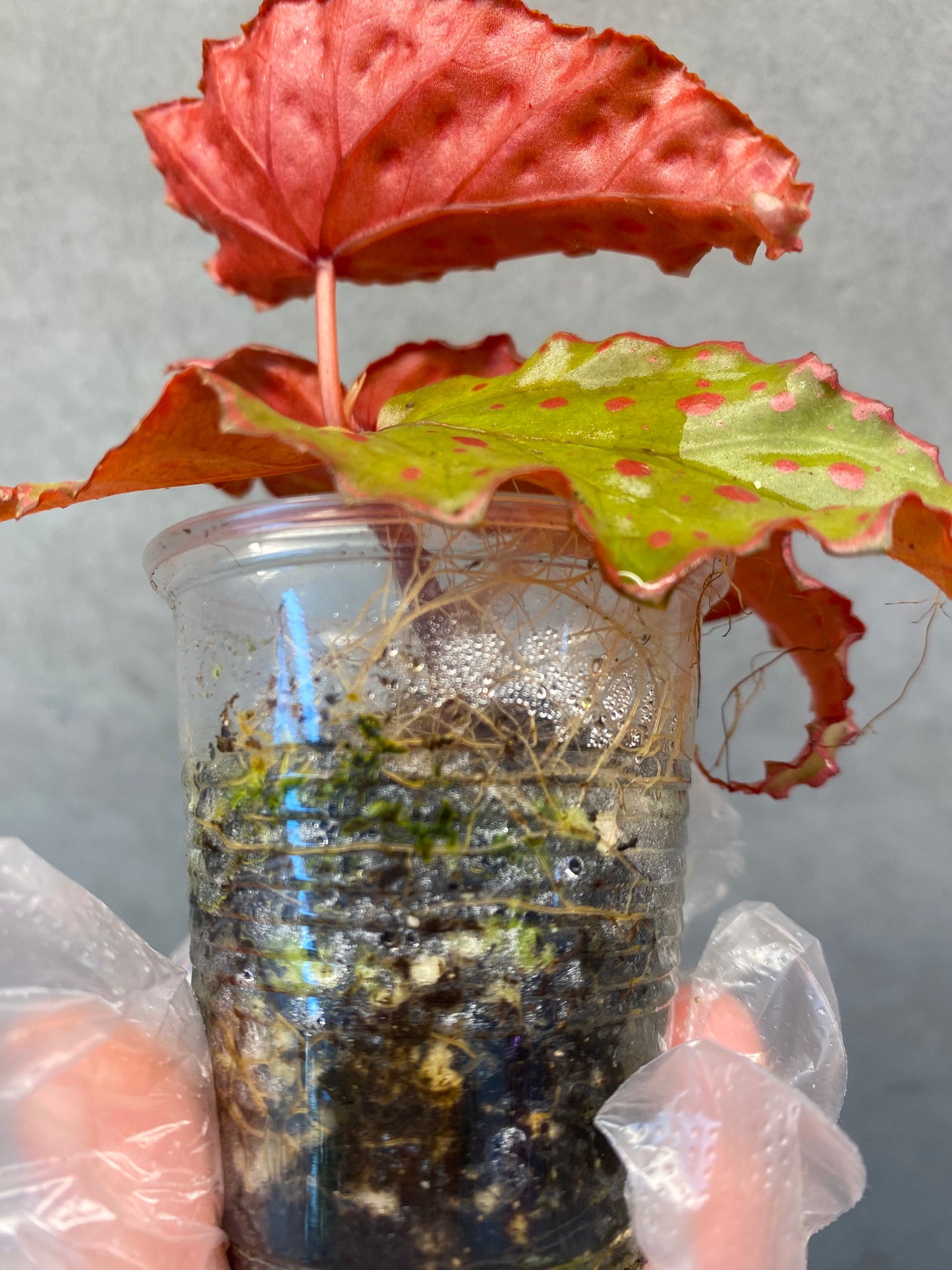 🌿 Begonia Darthvaderiana × Amphioxus