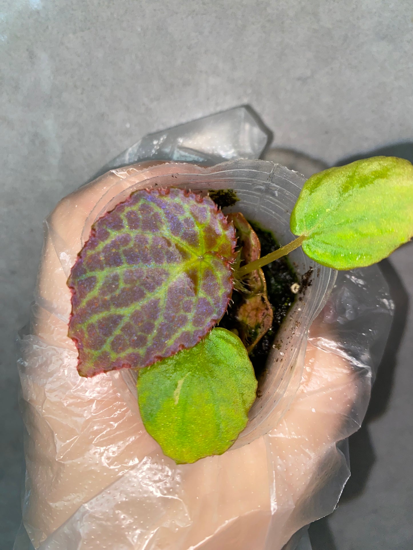 🌿 Begonia rockii