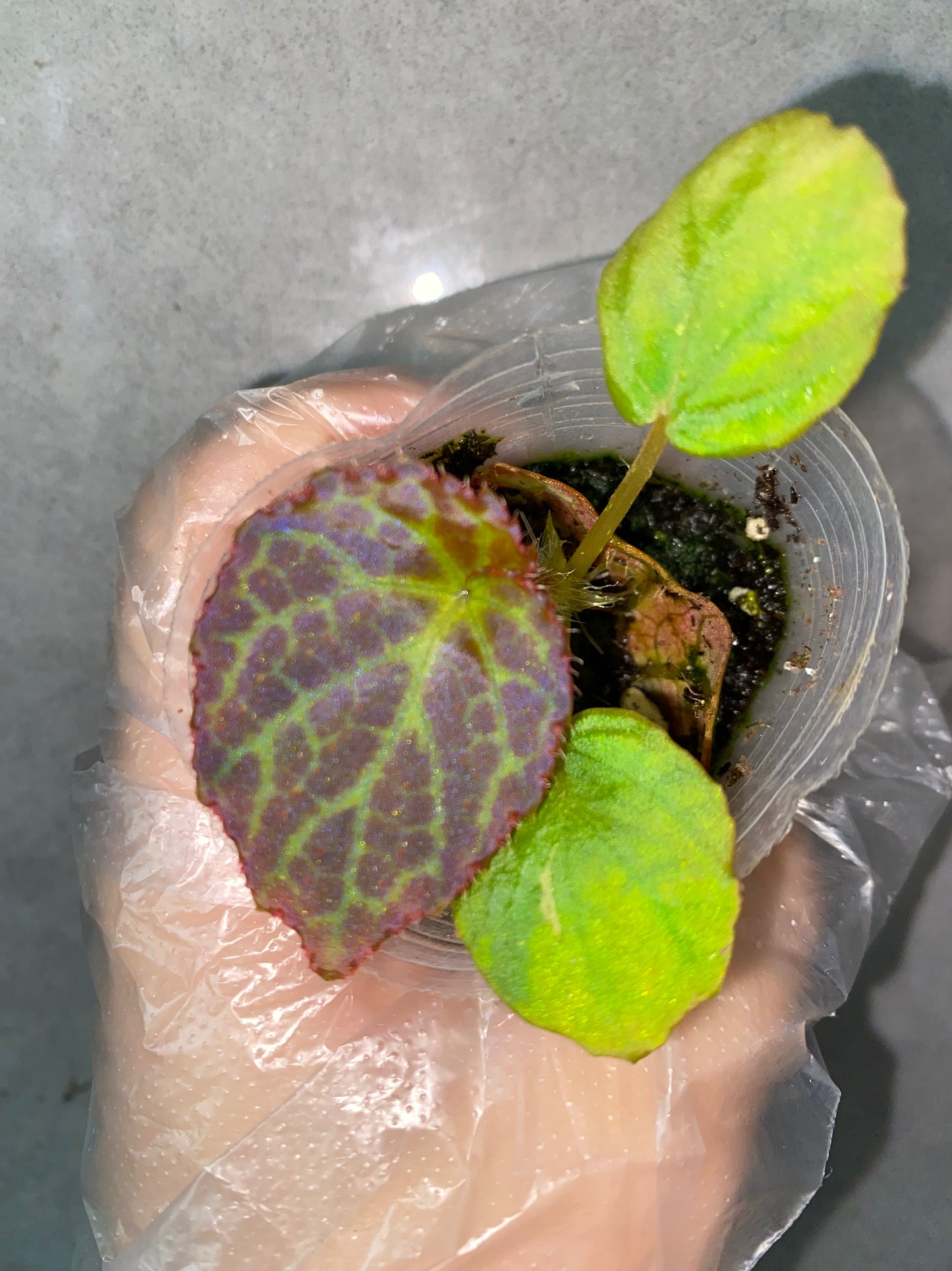 🌿 Begonia rockii