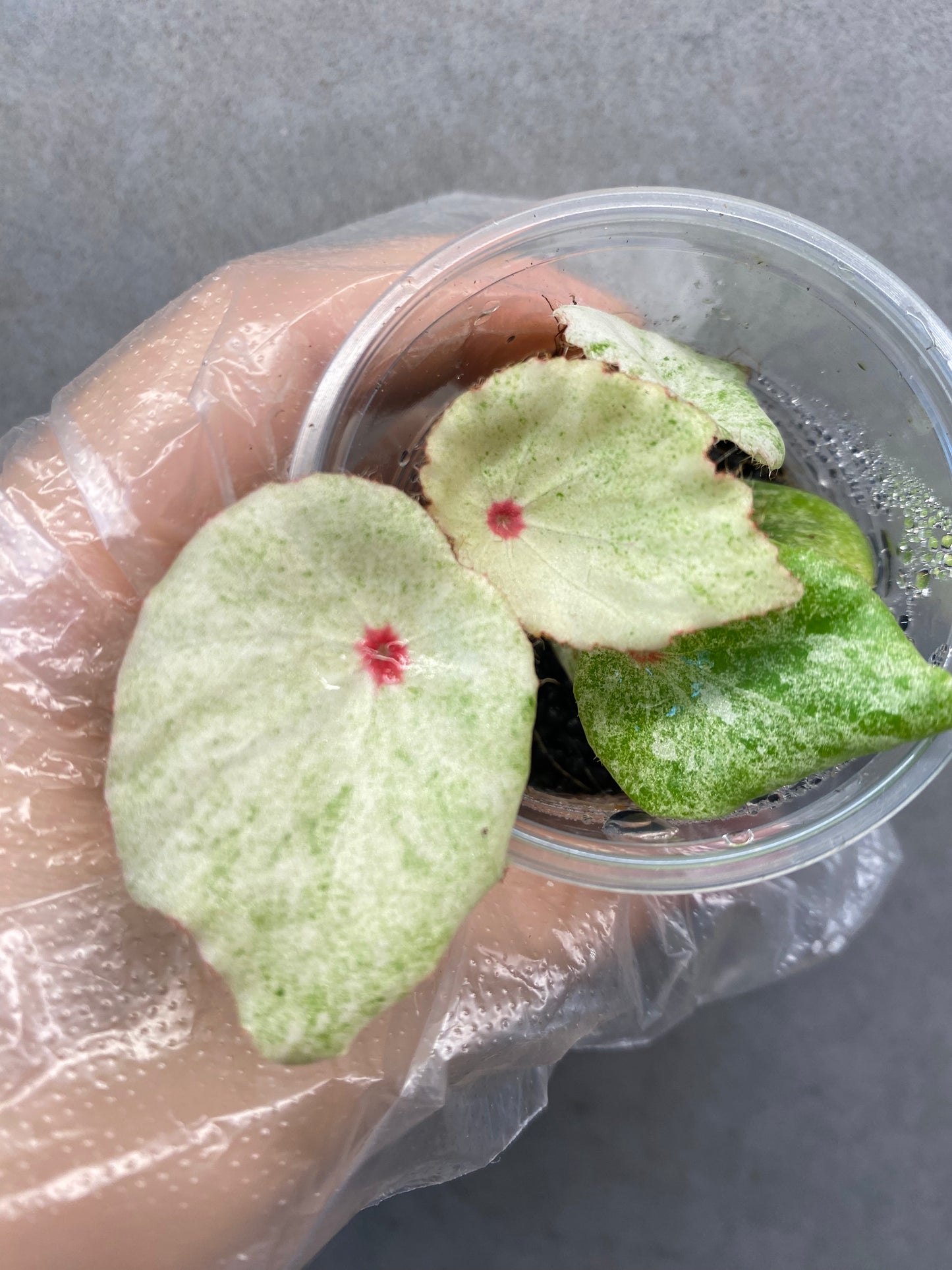 ๐ฟ Begonia 'Rouge' Variegated