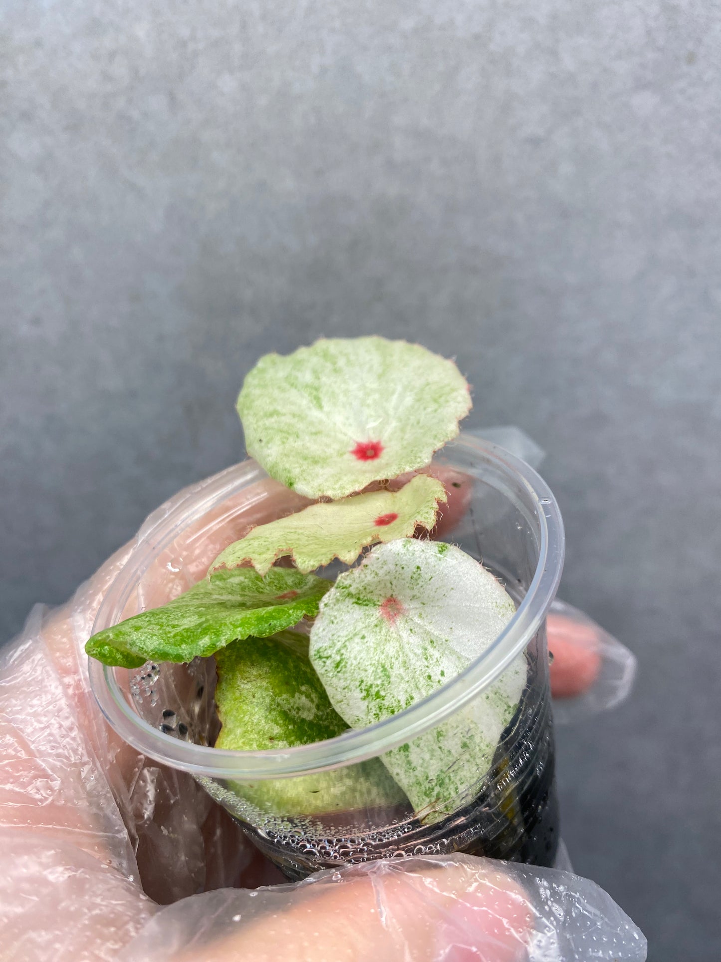 ๐ฟ Begonia 'Rouge' Variegated