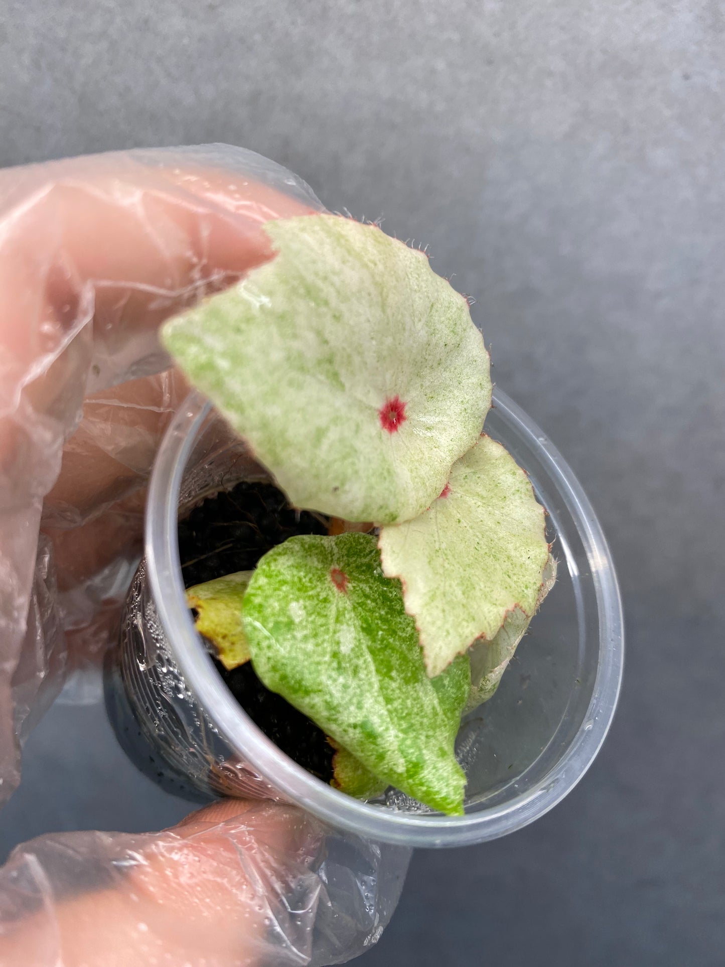 ๐ฟ Begonia 'Rouge' Variegated