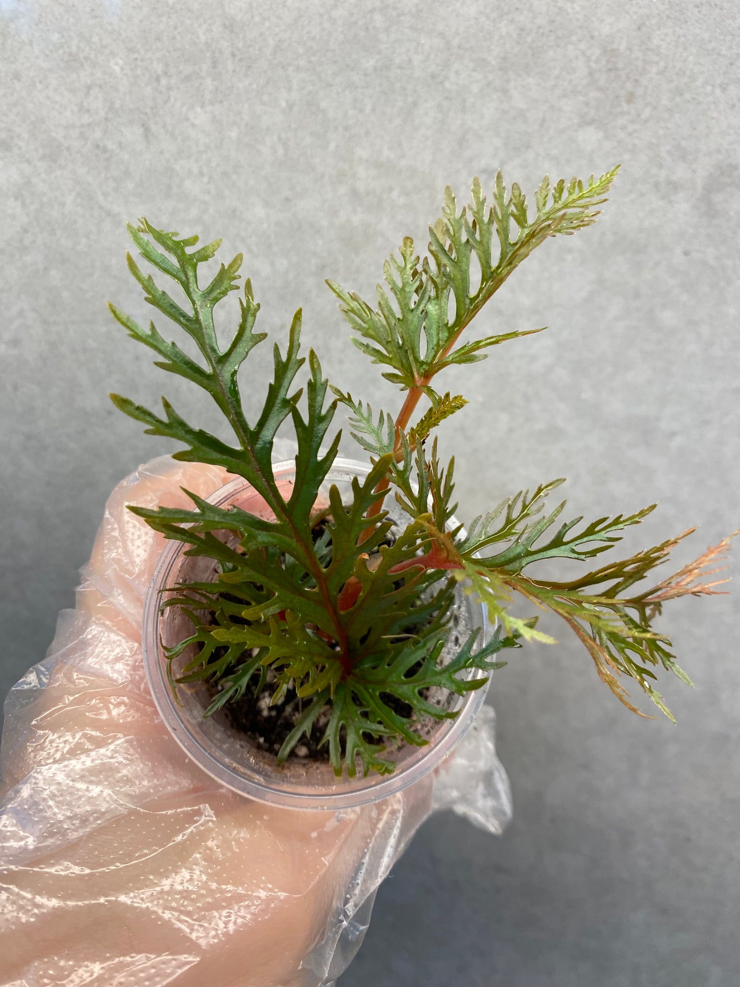 ๐ฟ Begonia Bipinnatifida