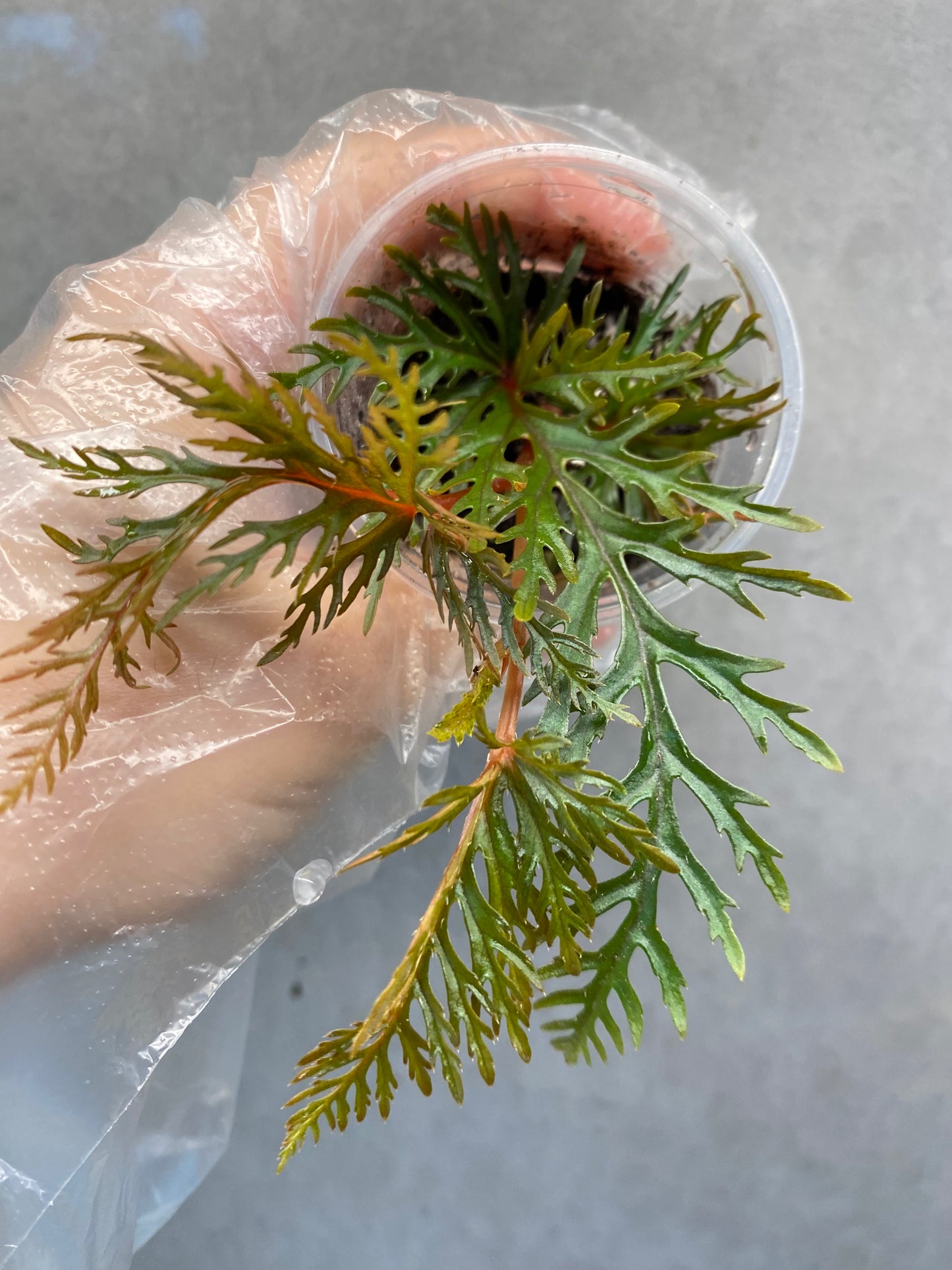 ๐ฟ Begonia Bipinnatifida