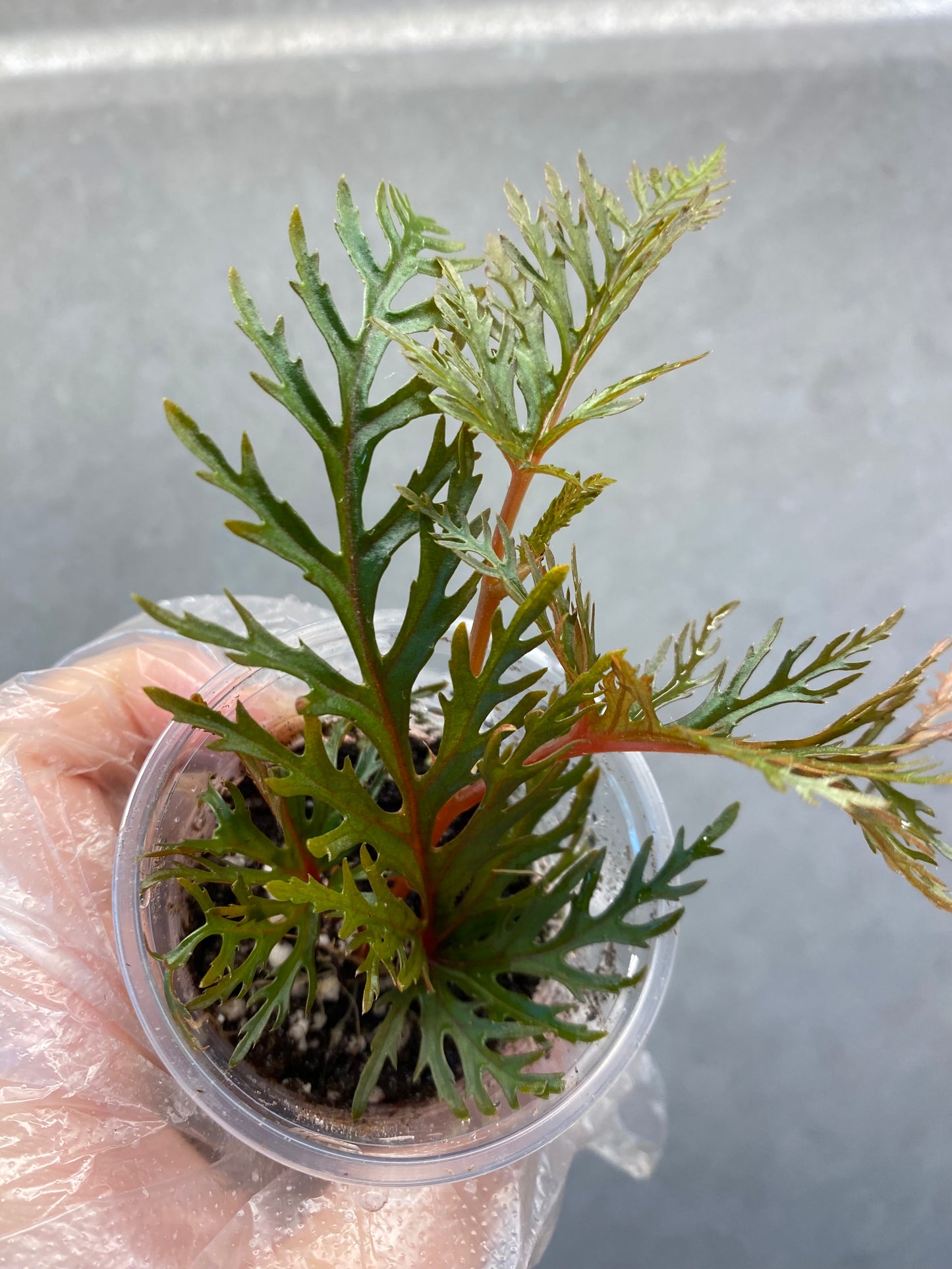 ๐ฟ Begonia Bipinnatifida