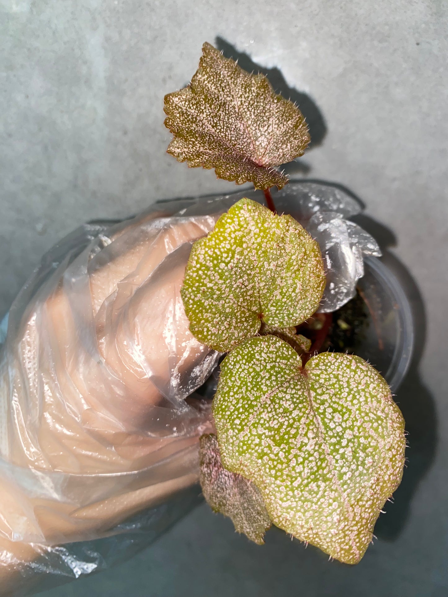 ๐ฟ Begonia 'Robin