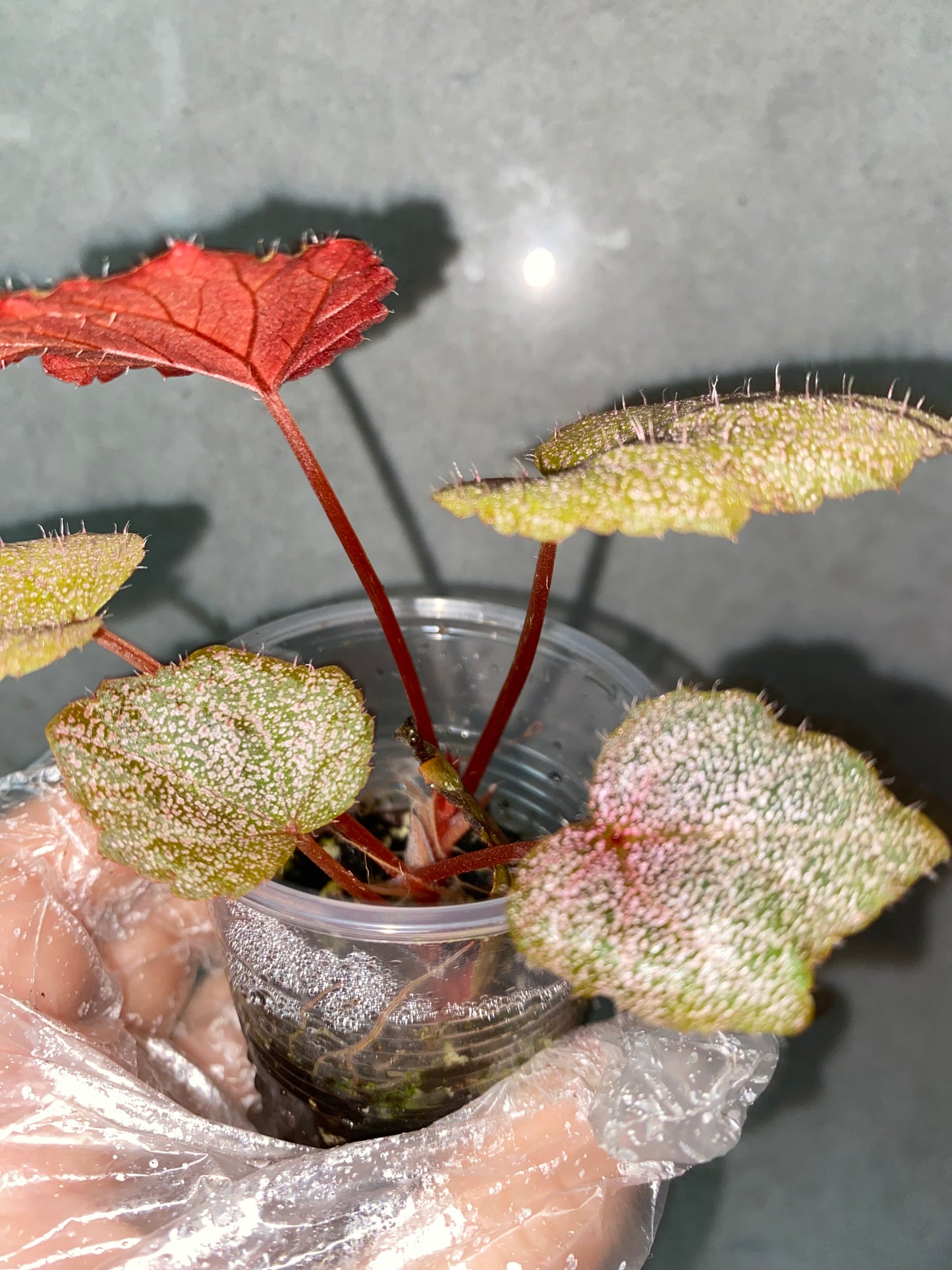 ๐ฟ Begonia 'Robin