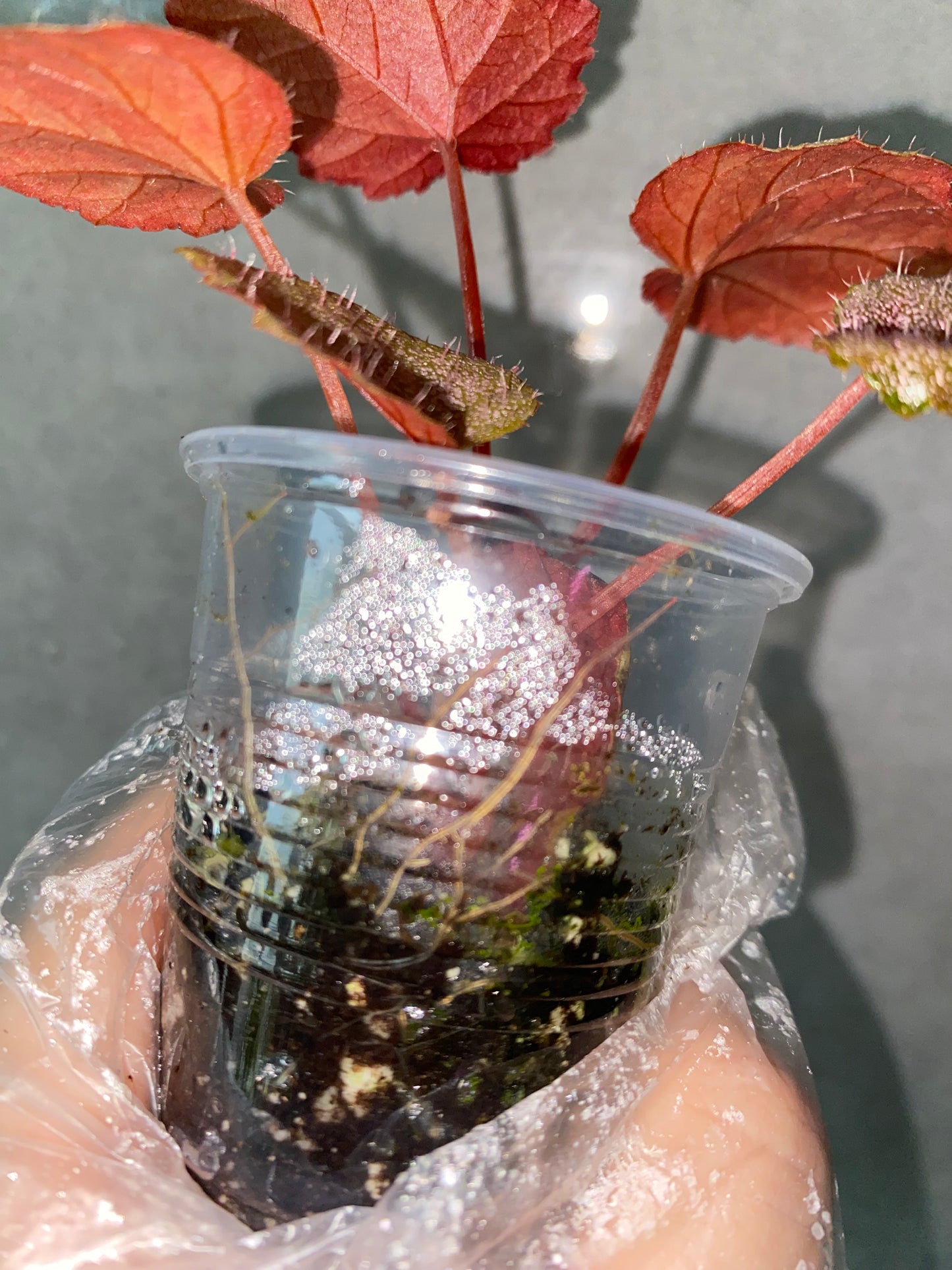 ๐ฟ Begonia 'Robin