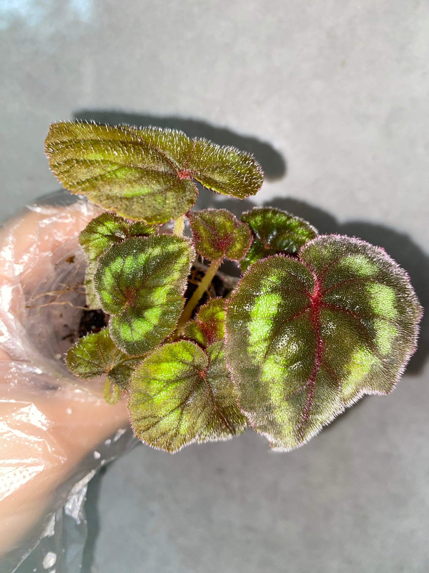 ๐ฟ Begonia cathayana
