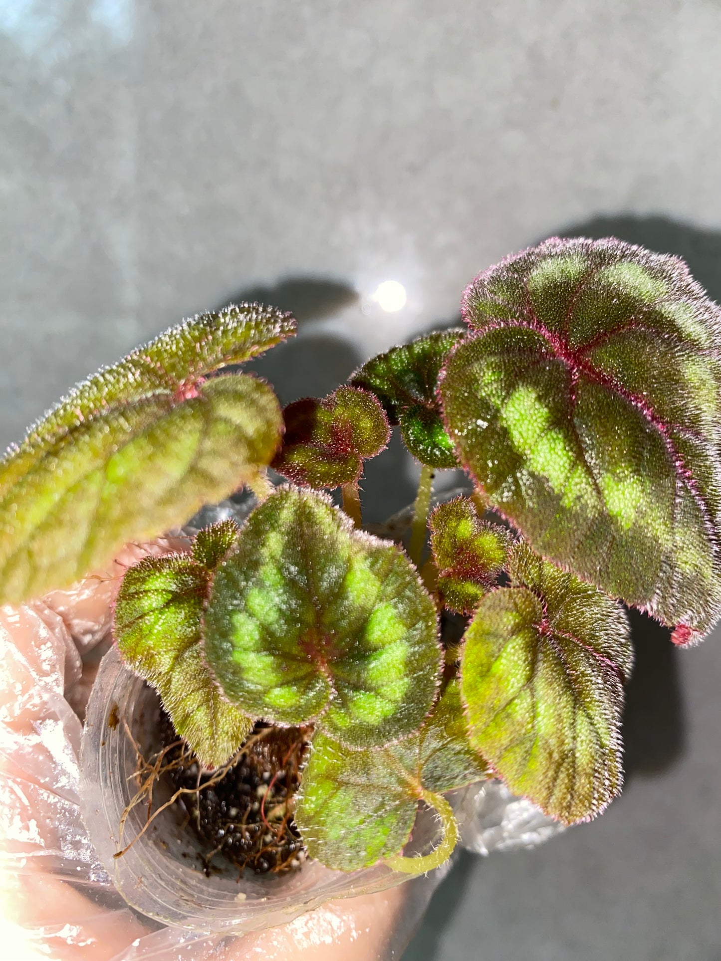 ๐ฟ Begonia cathayana