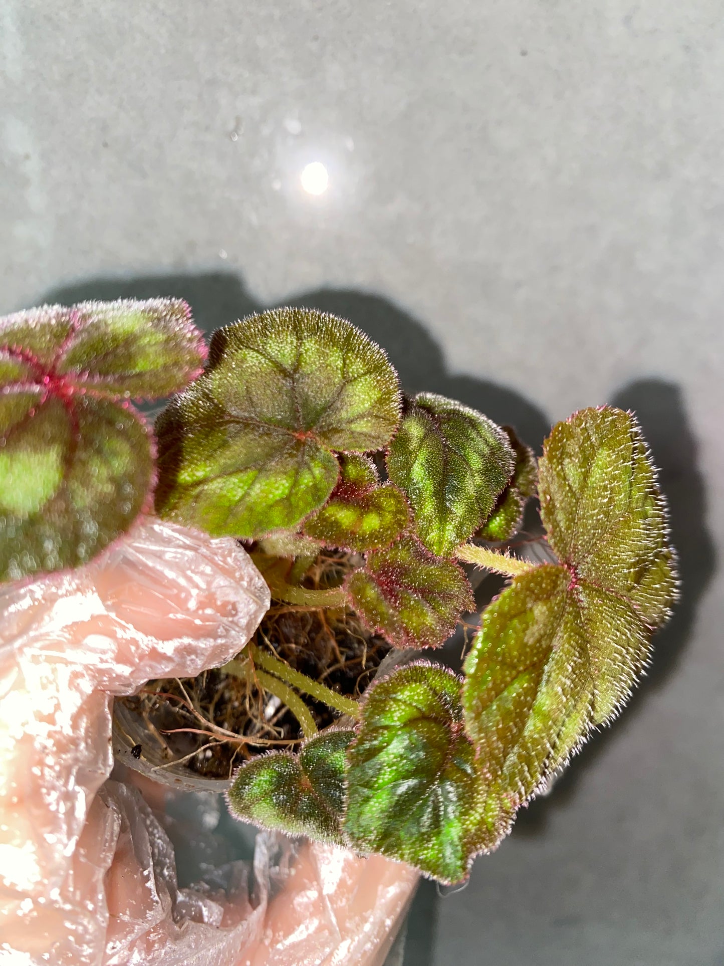 ๐ฟ Begonia cathayana