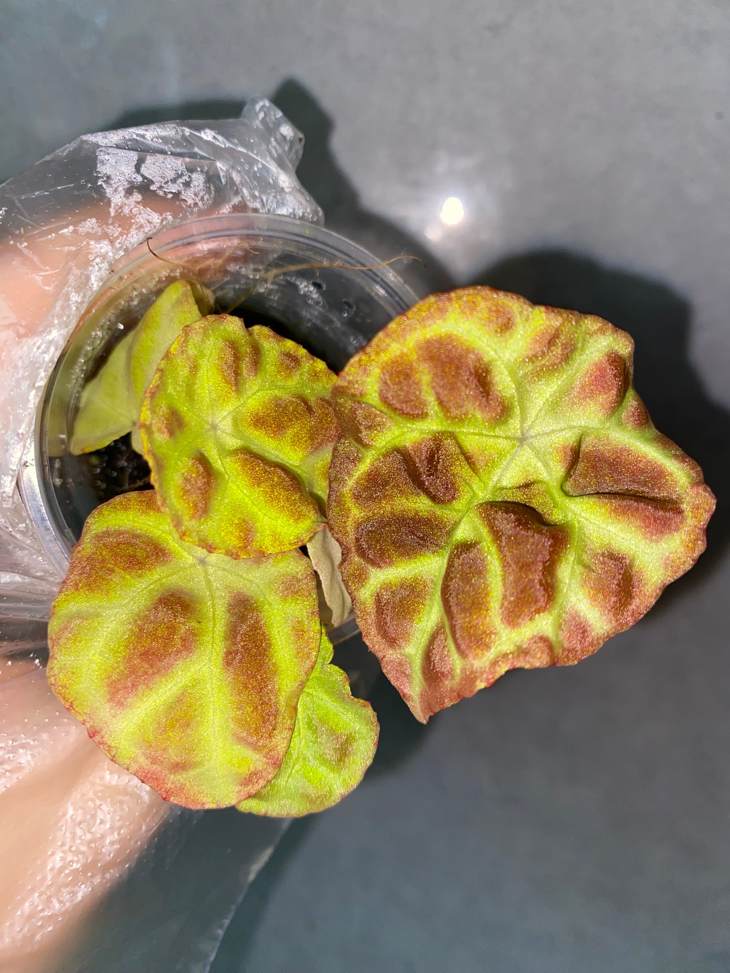 Begonia goegoensis