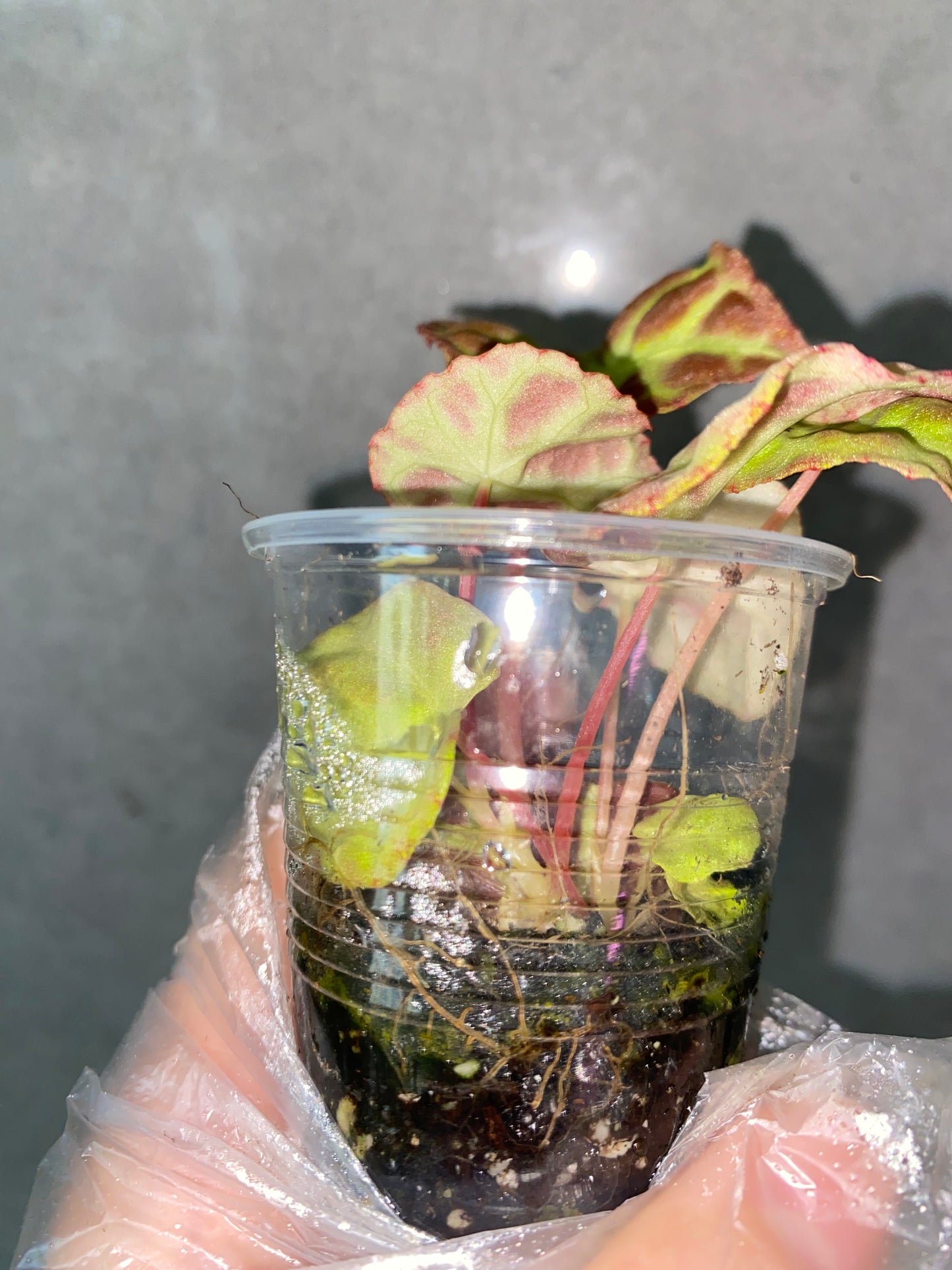 Begonia goegoensis