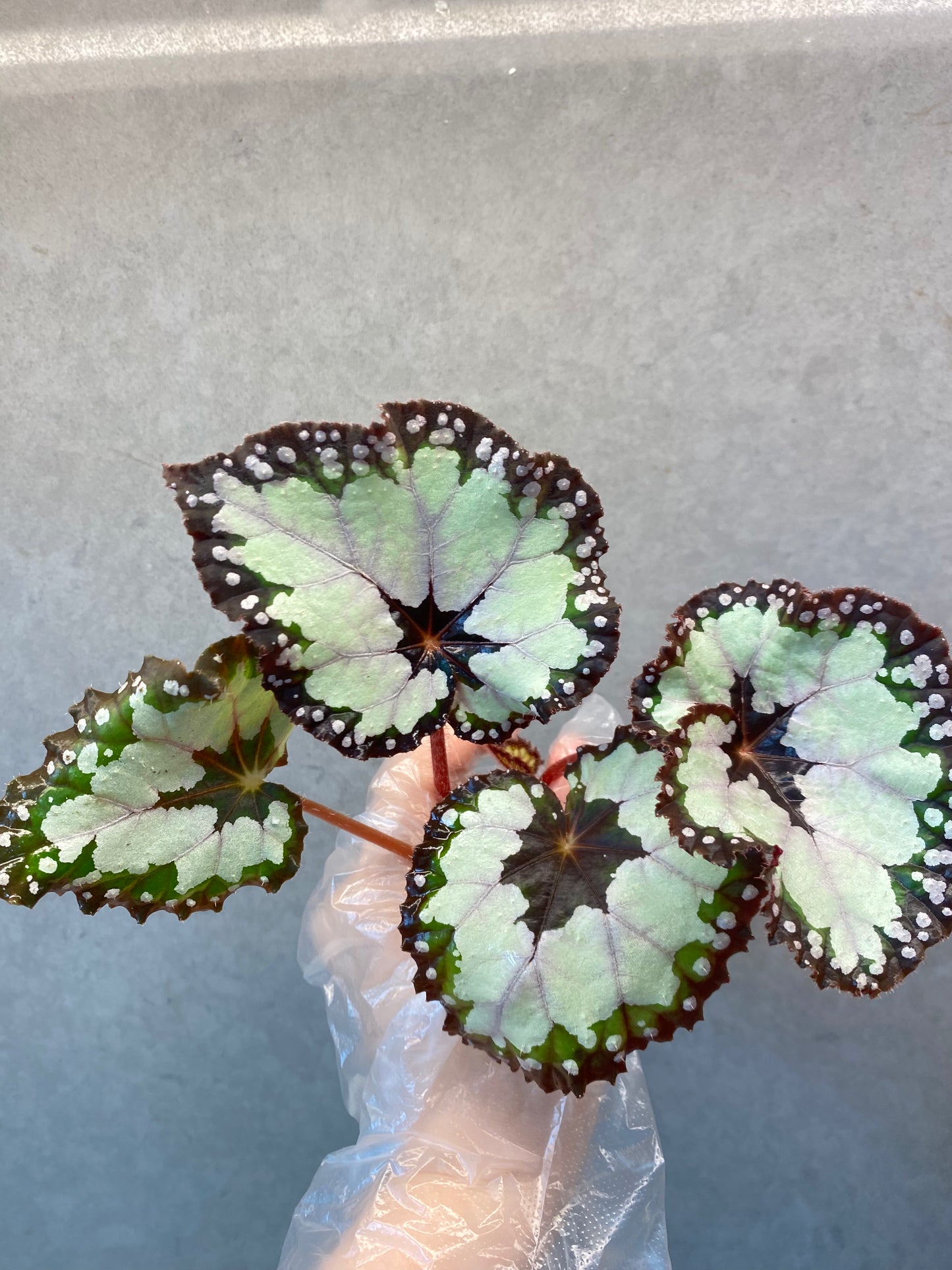 ๐ฟ Begonia 'Dolce Vita'