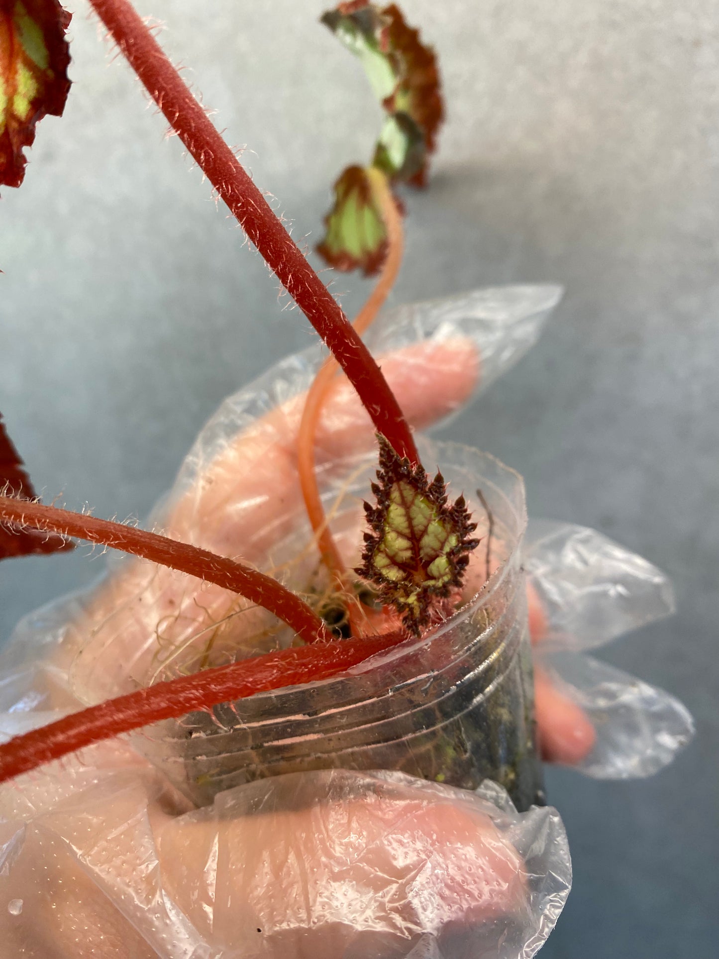 ๐ฟ Begonia 'Dolce Vita'