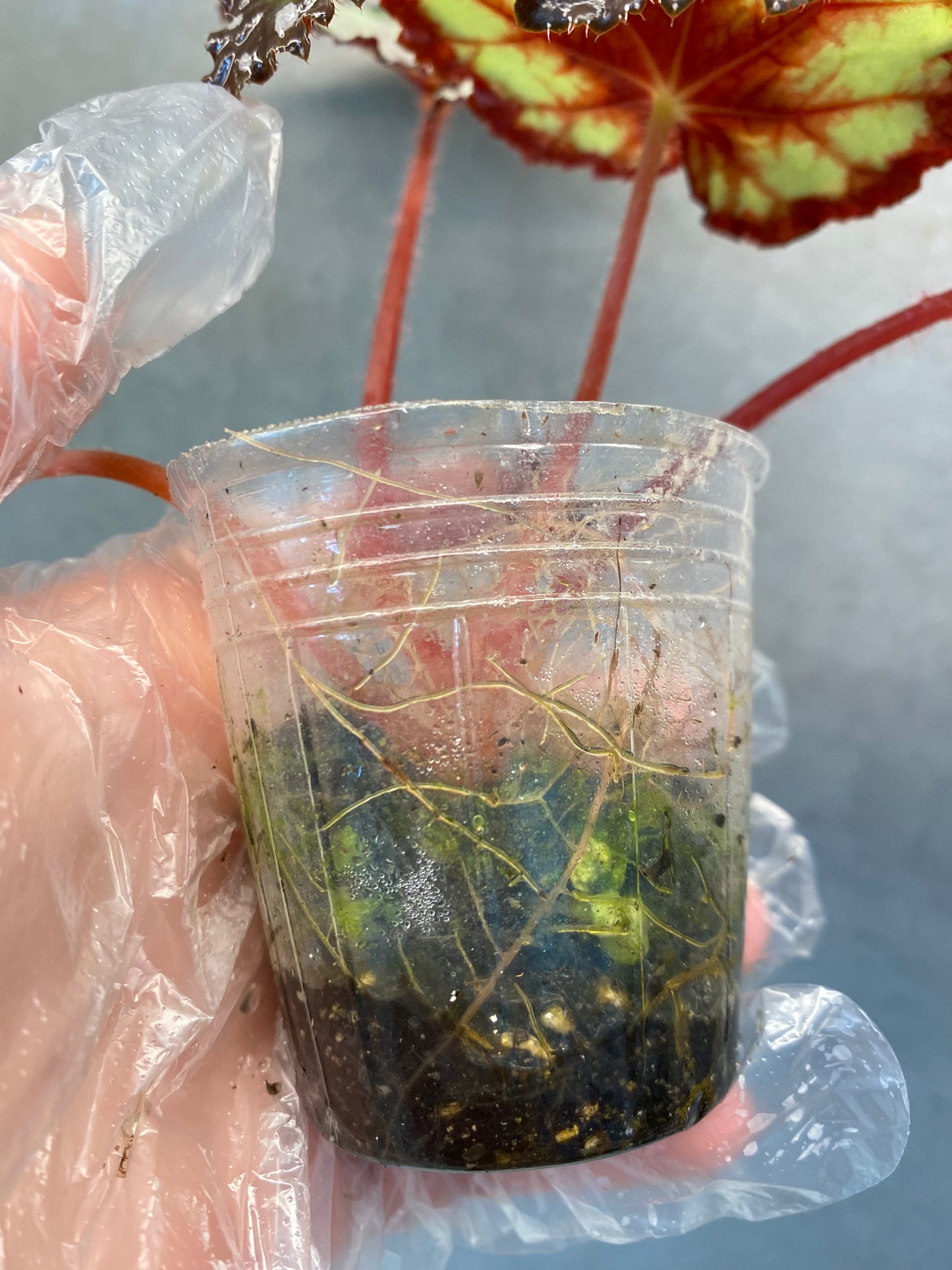 ๐ฟ Begonia 'Dolce Vita'