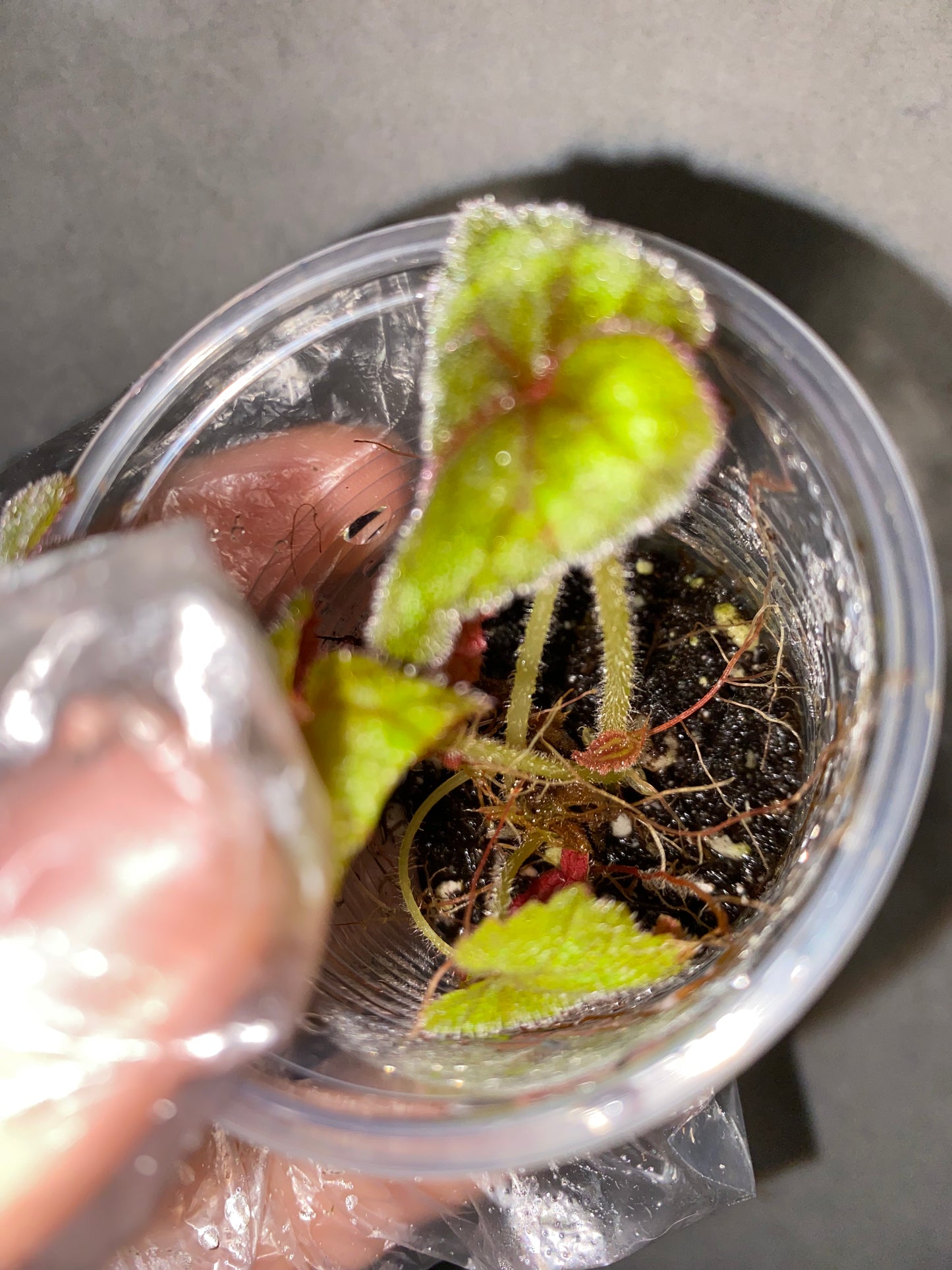 ๐ฟ Begonia cathayana