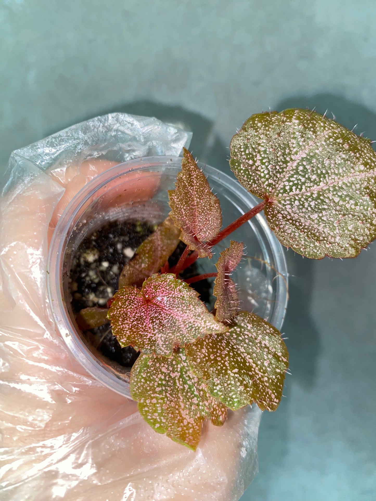 ๐ฟ Begonia 'Robin
