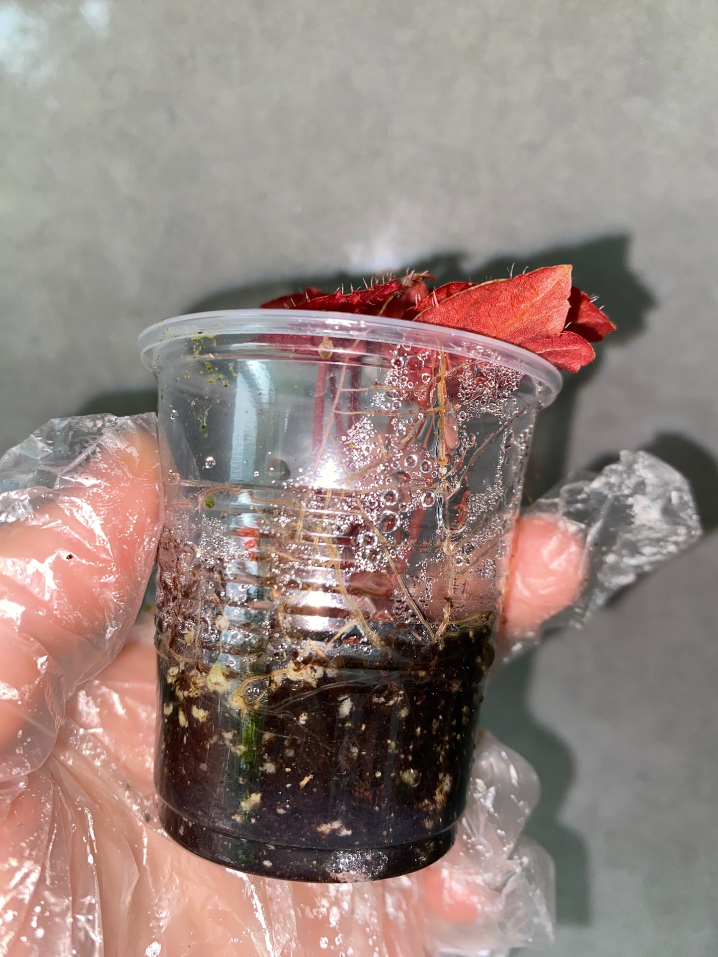 ๐ฟ Begonia 'Robin