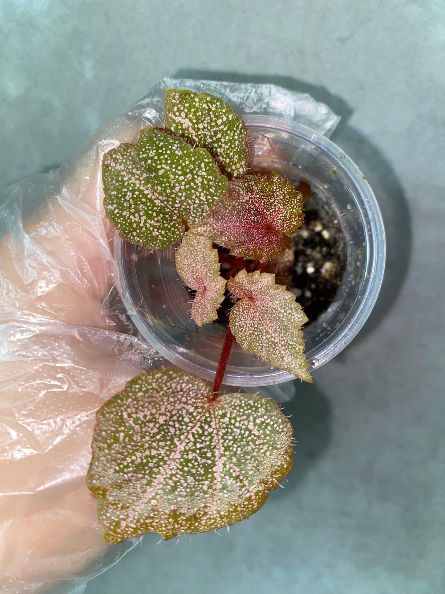 ๐ฟ Begonia 'Robin