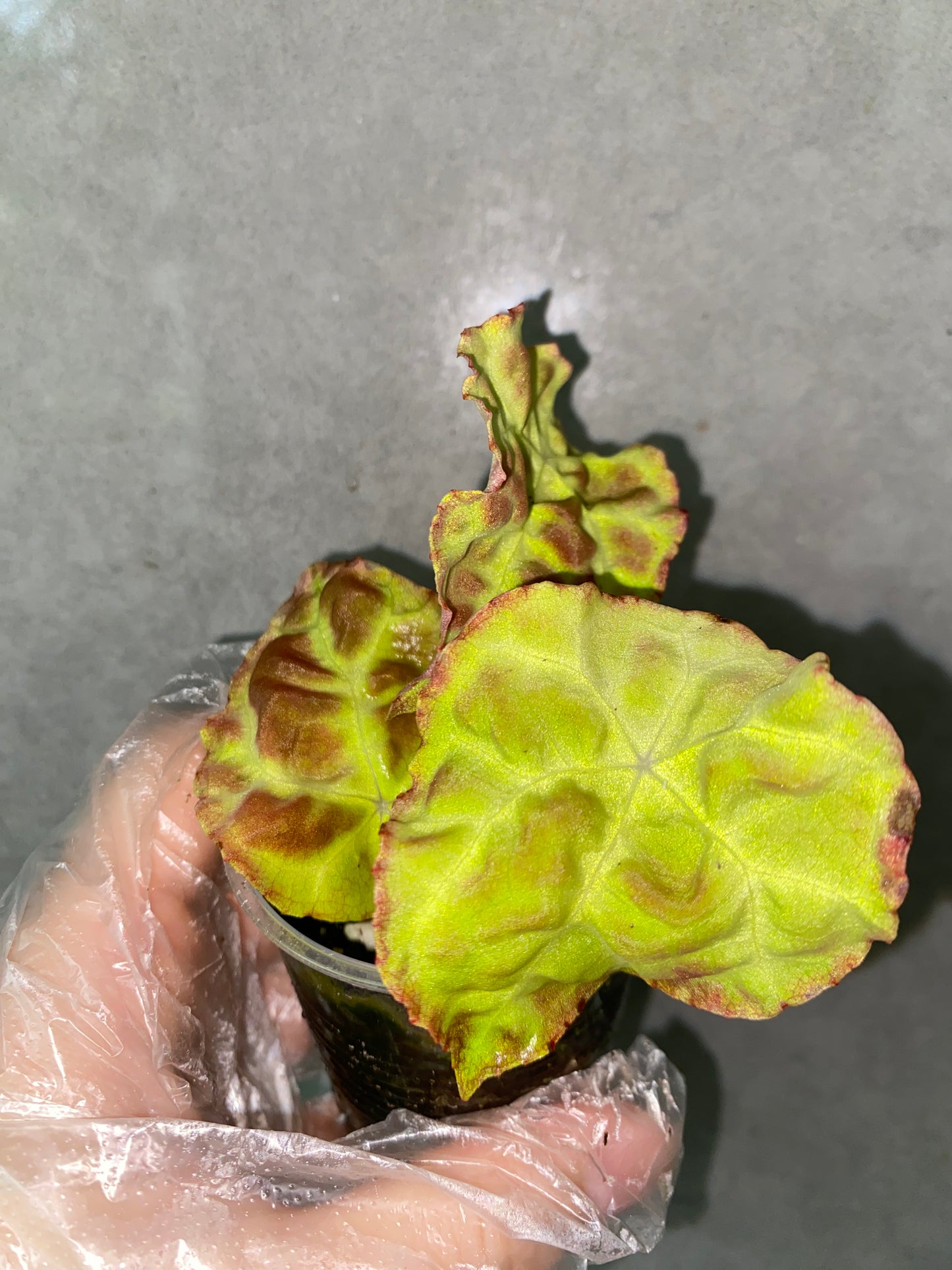 Begonia goegoensis