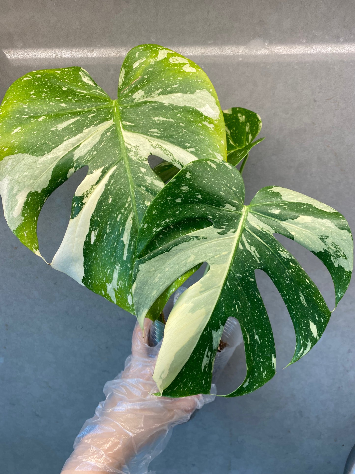 🌿 Monstera Thai