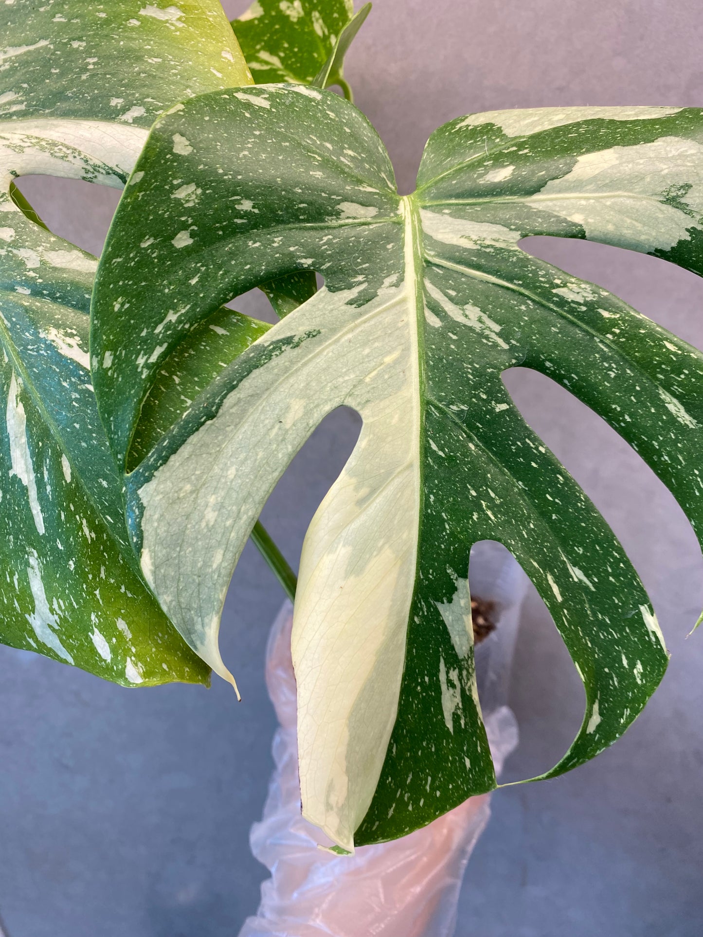 🌿 Monstera Thai