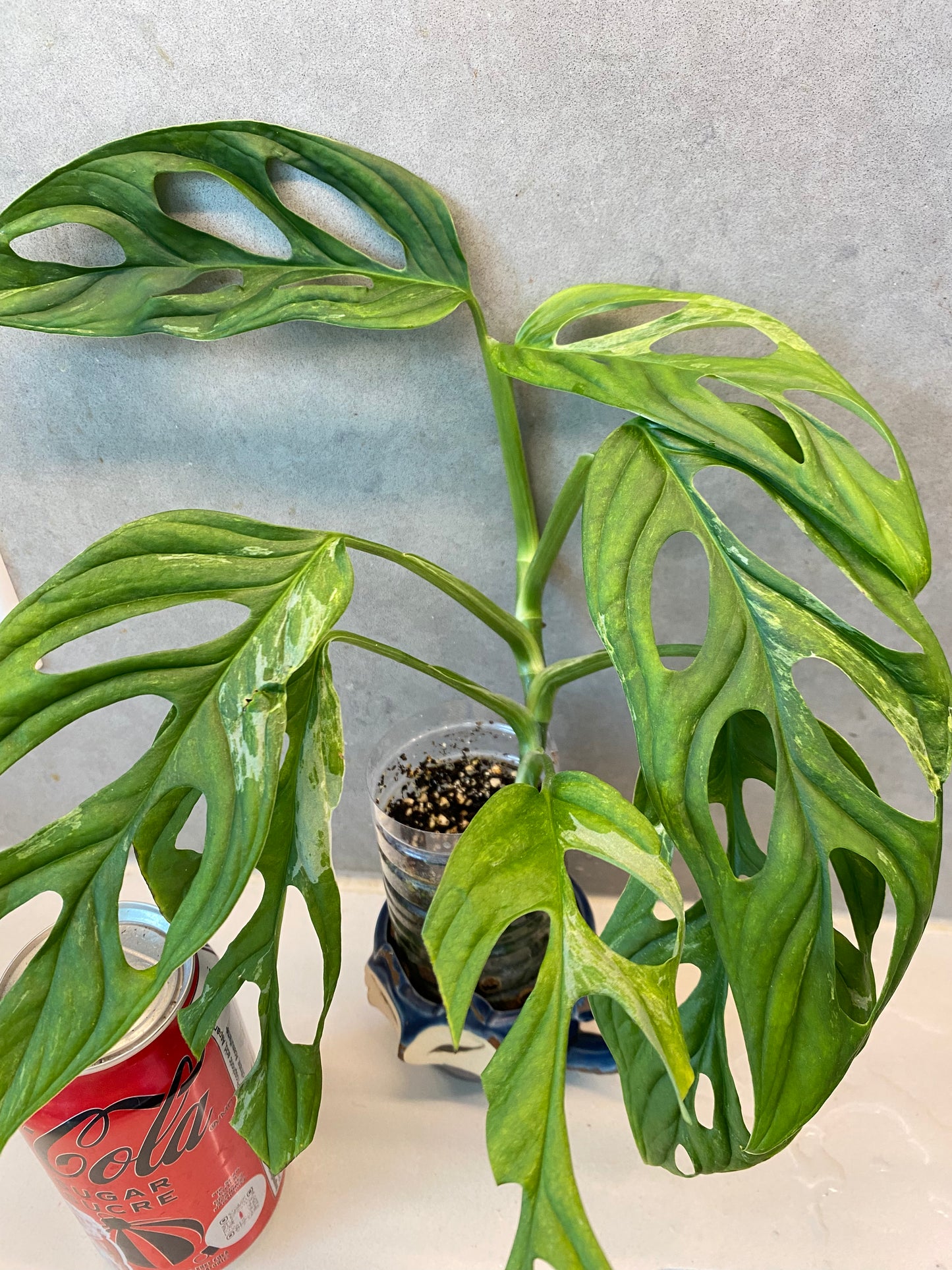 πΏ Monstera adansonii Mint Variegated