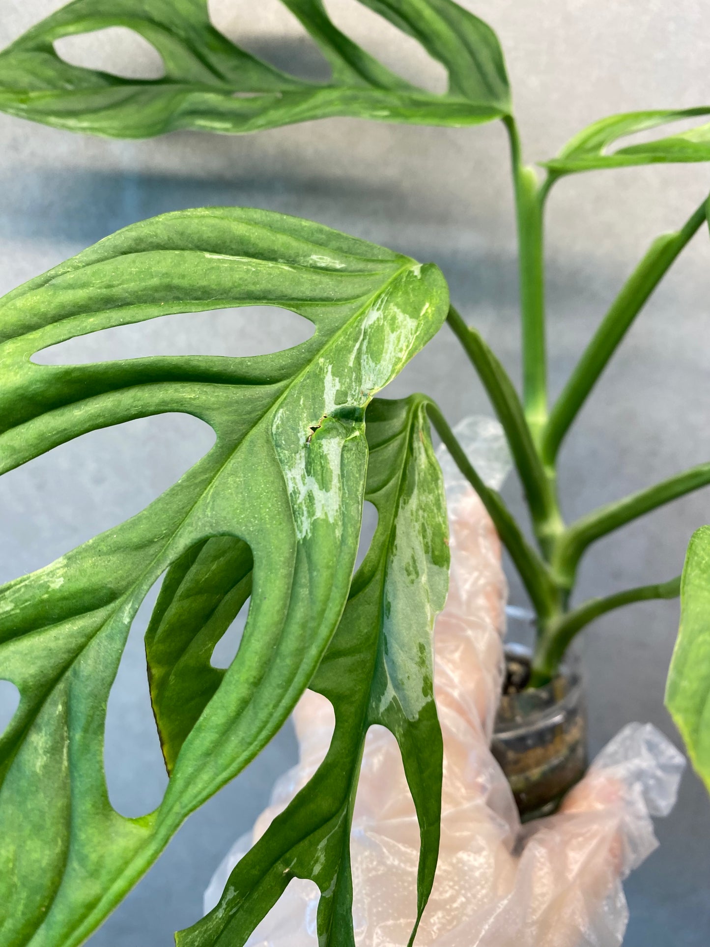 πΏ Monstera adansonii Mint Variegated