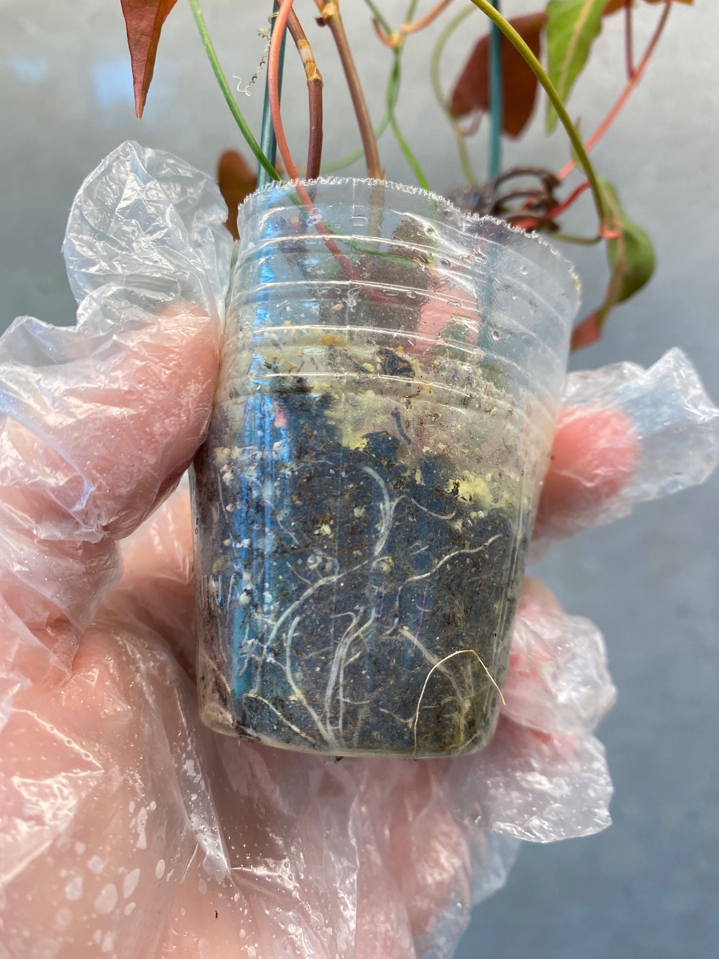๐ฟ Fallopia multiflora