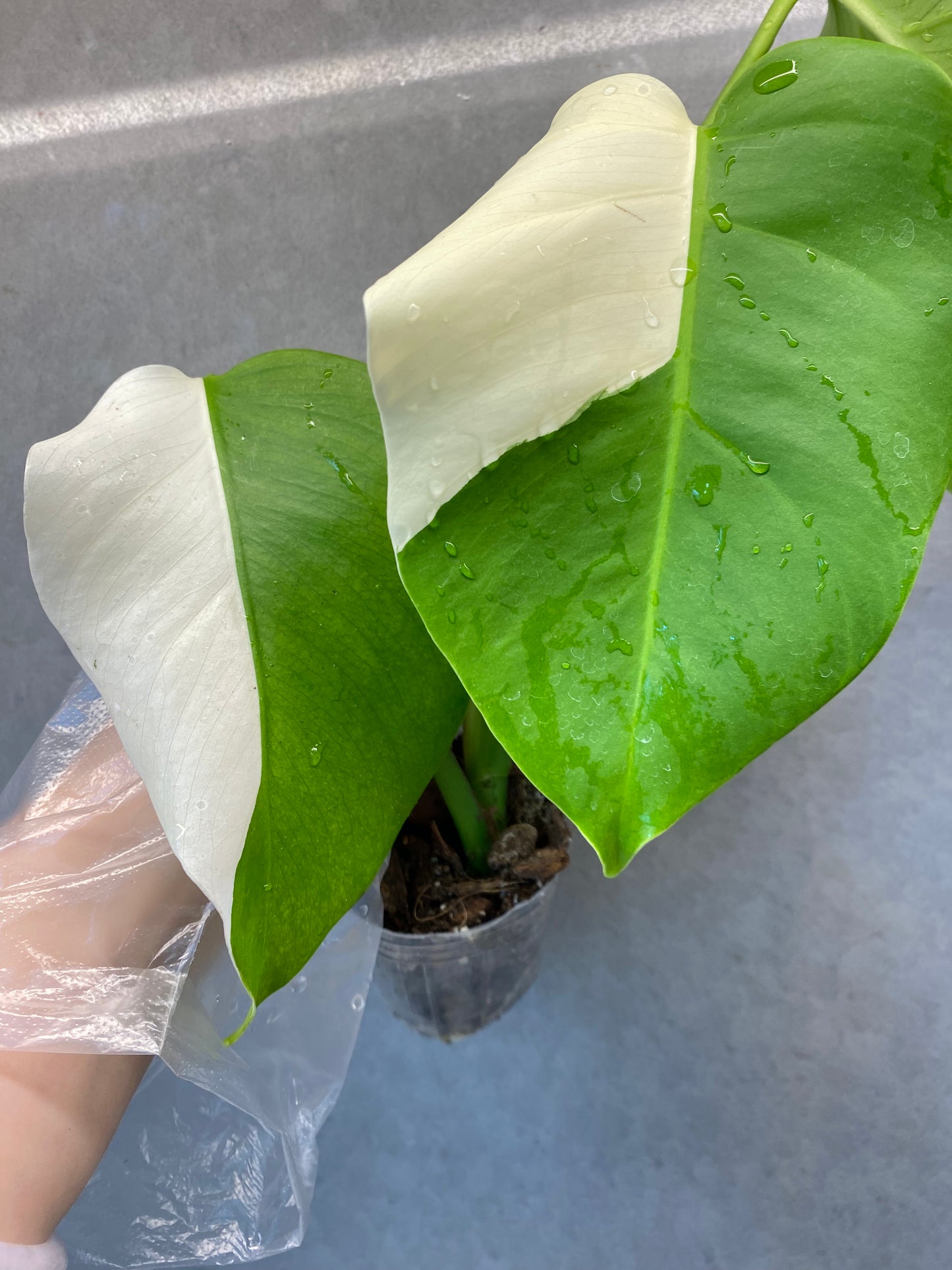 ๐ฟ Monstera Half-Moon albo