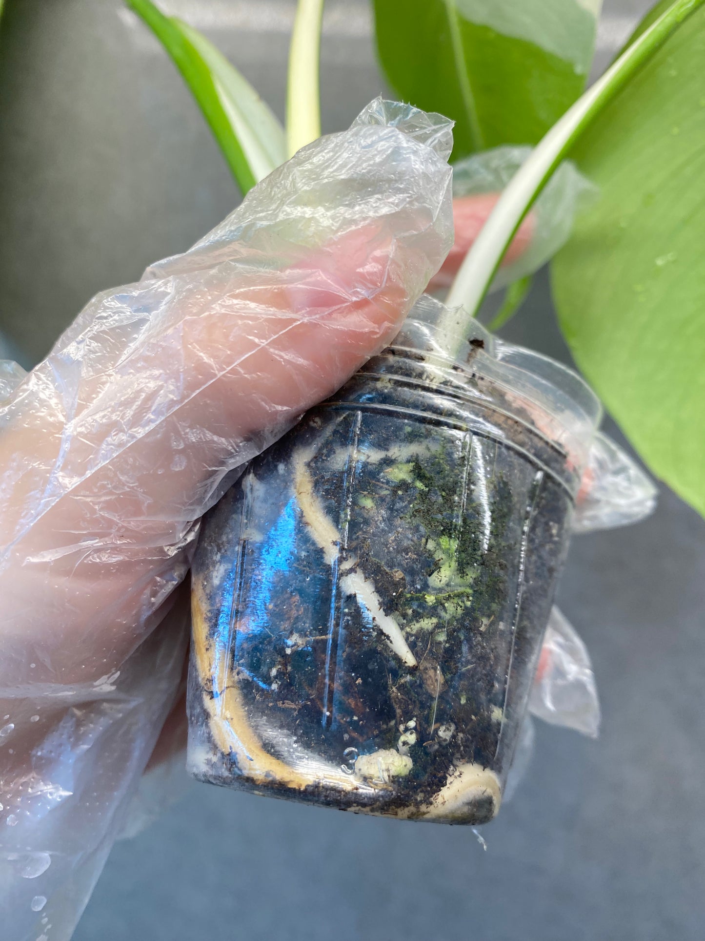 ๐ฟ Monstera Half-Moon albo