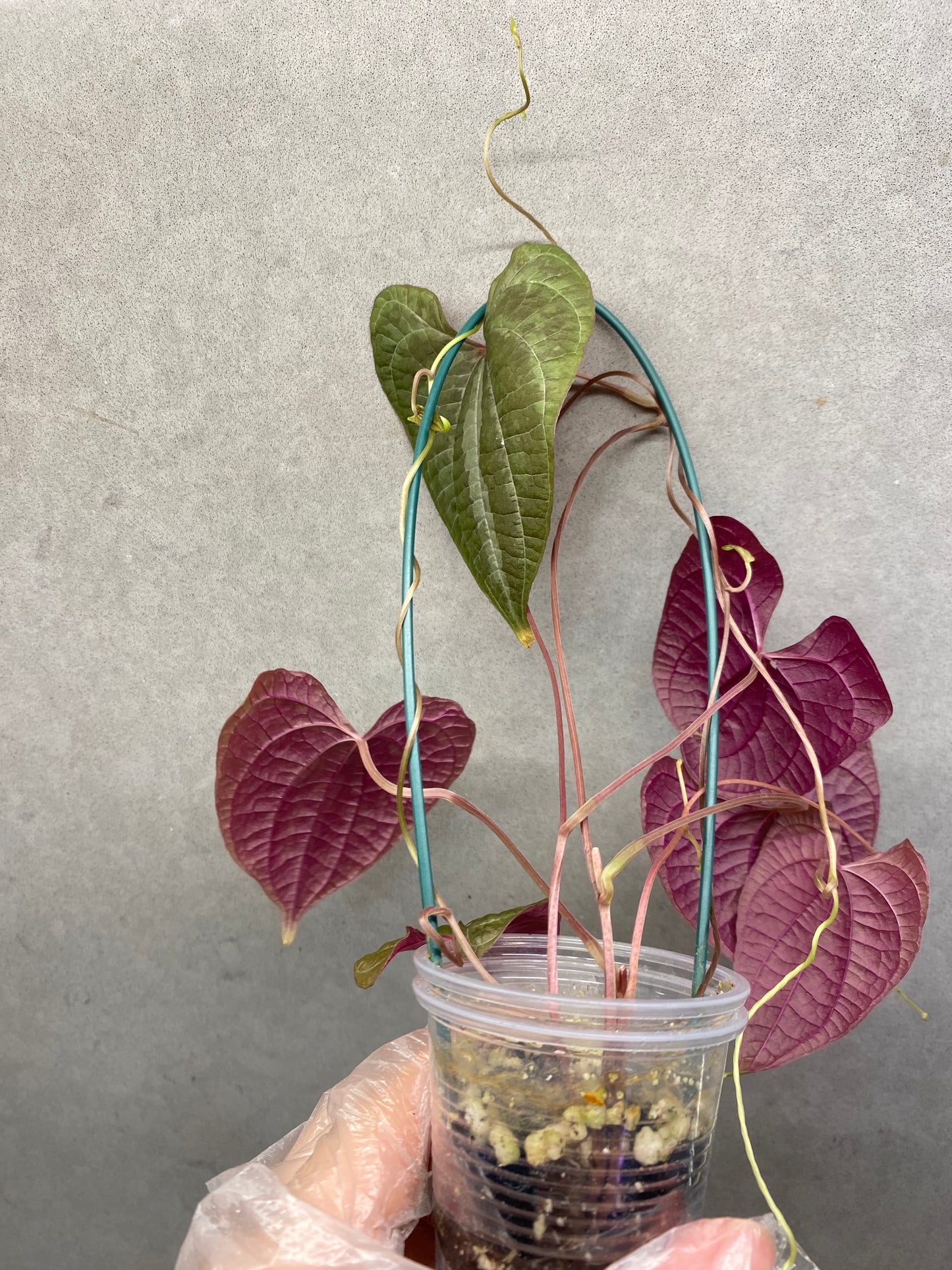 ๐ฟ Dioscorea discolor