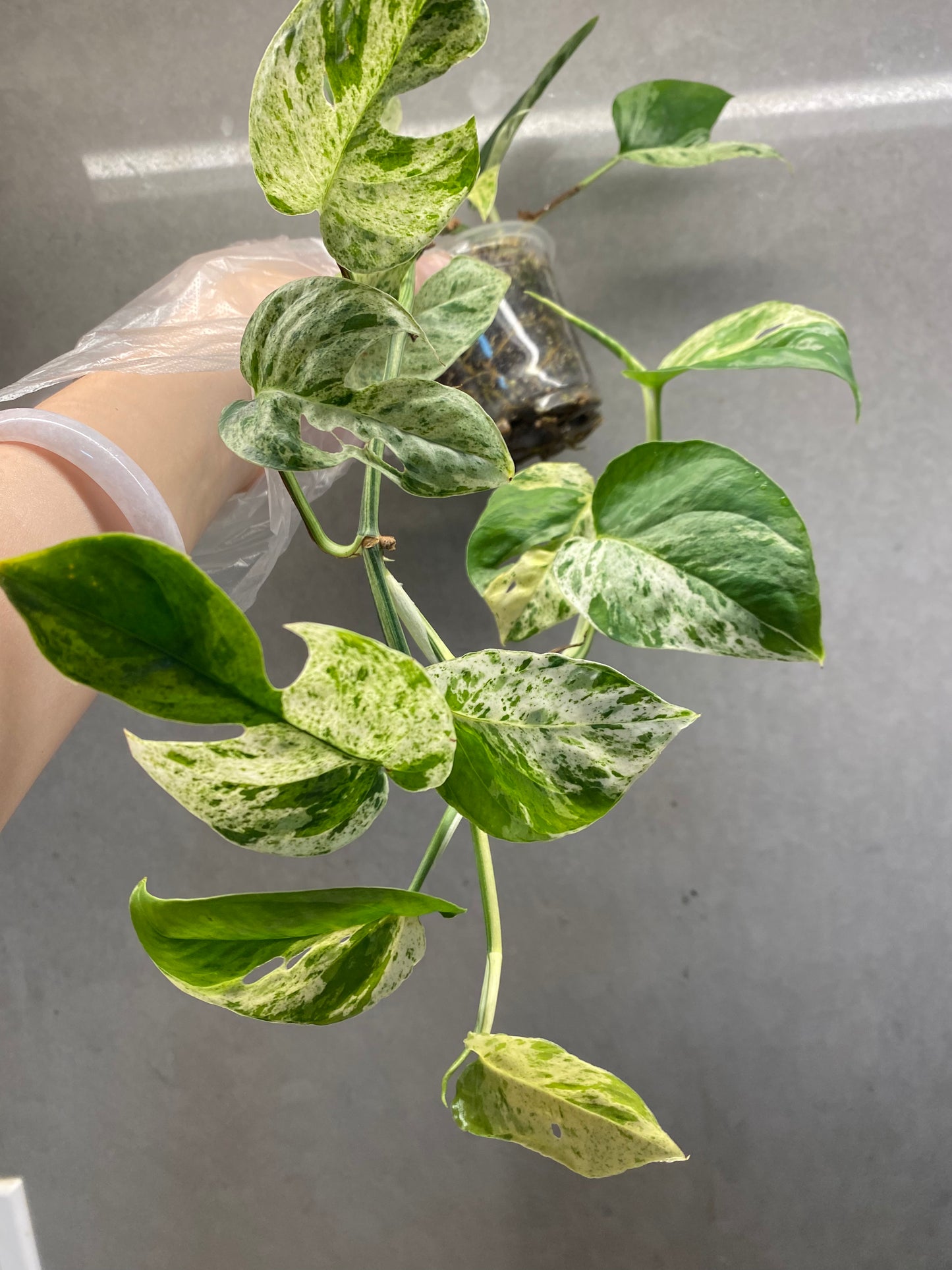๐ฟ Epipremnum pinnatum mint