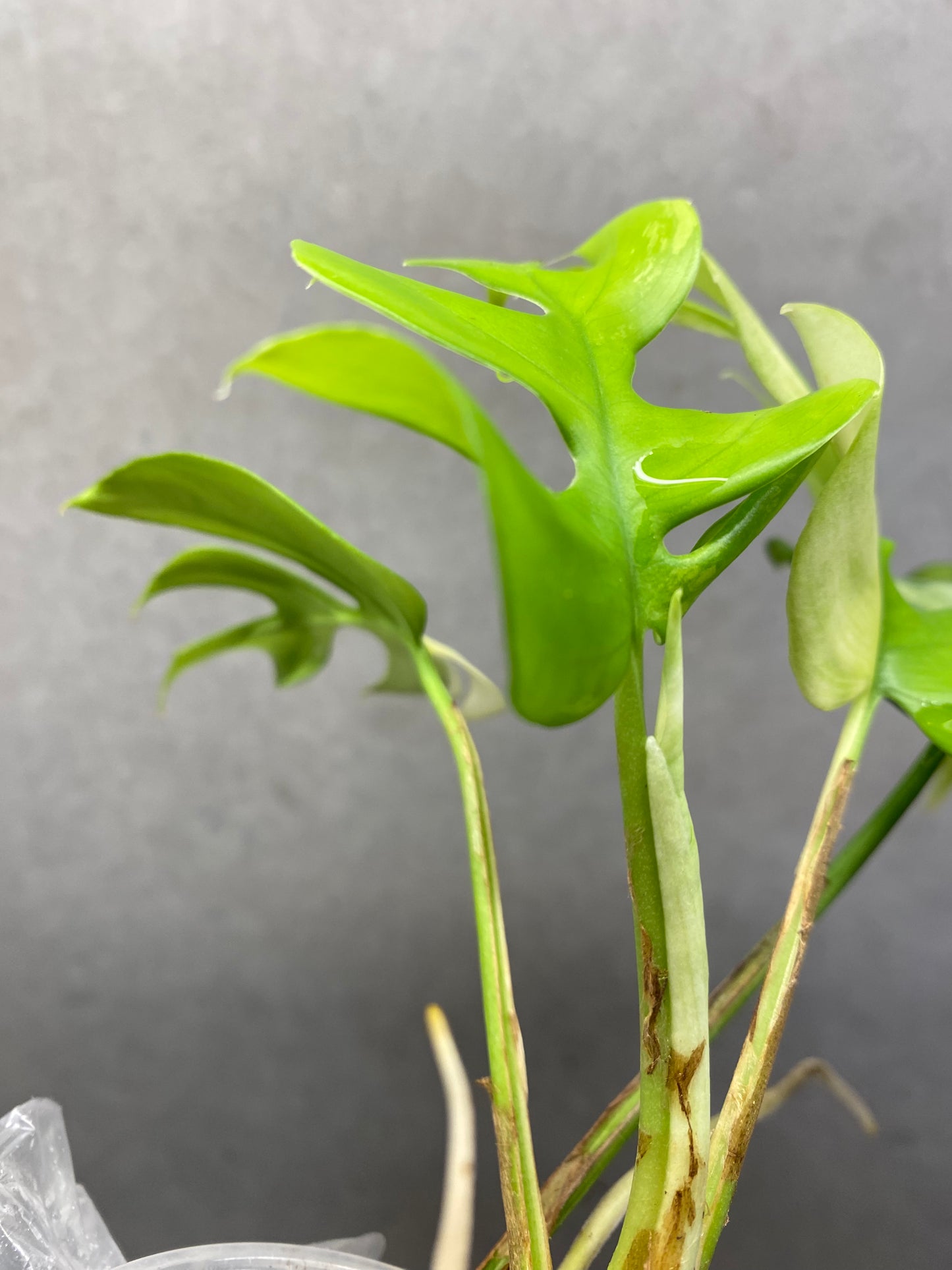 🌿 Rhaphidophora tetrasperma variegated