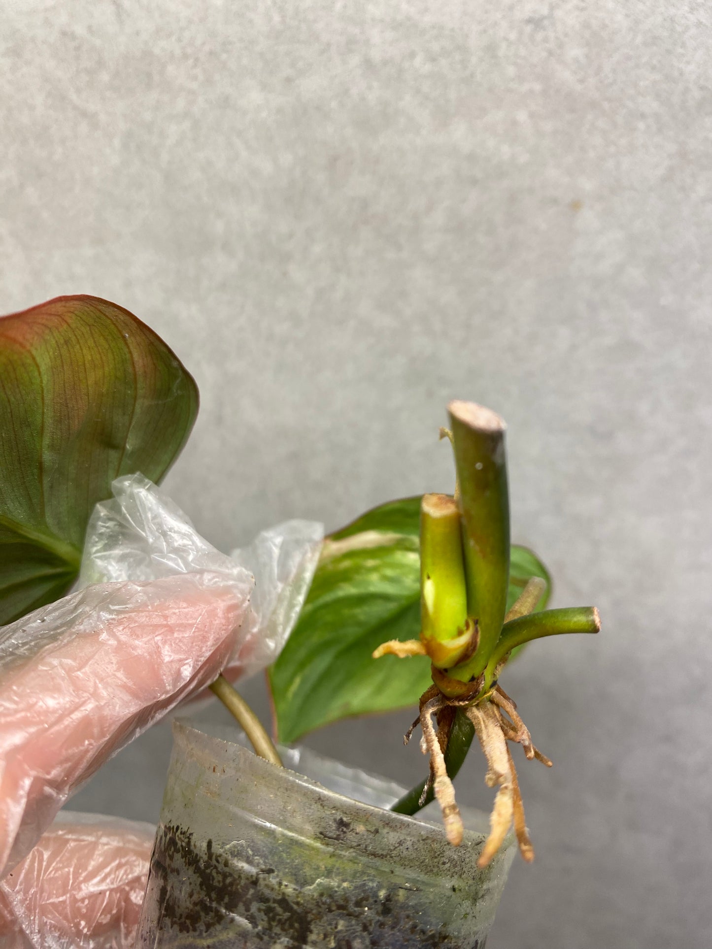 ๐ฟ Philodendron micans variegated
