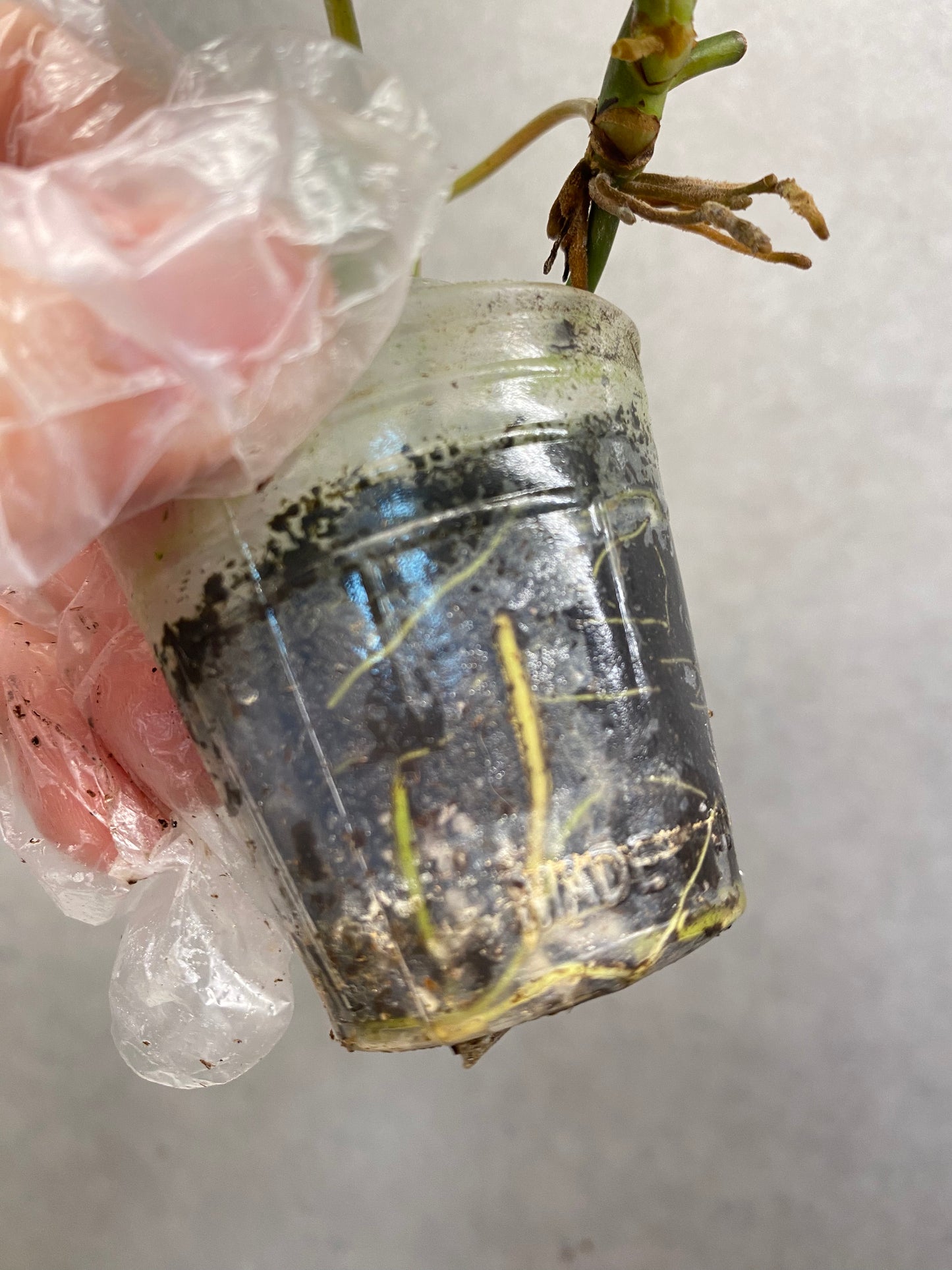 ๐ฟ Philodendron micans variegated