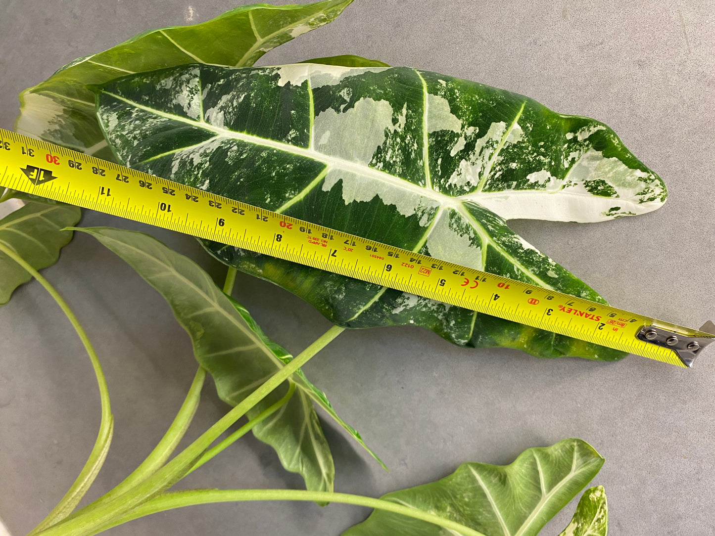 Alocasia ‘Frydek’ albo var(Mother Plant)