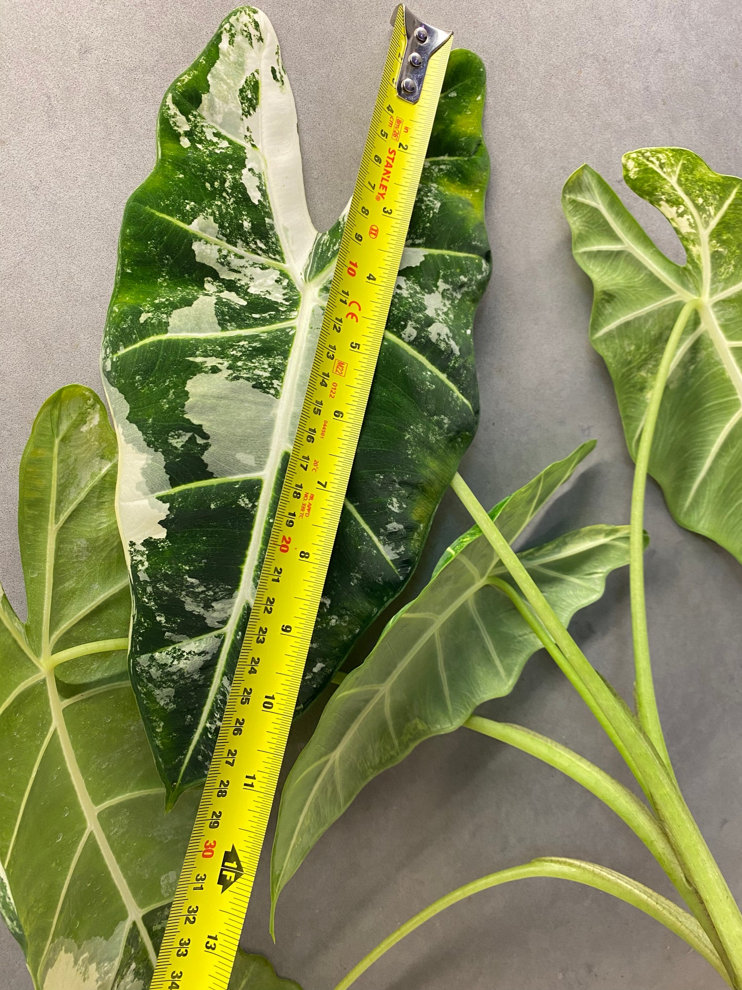 Alocasia ‘Frydek’ albo var(Mother Plant)